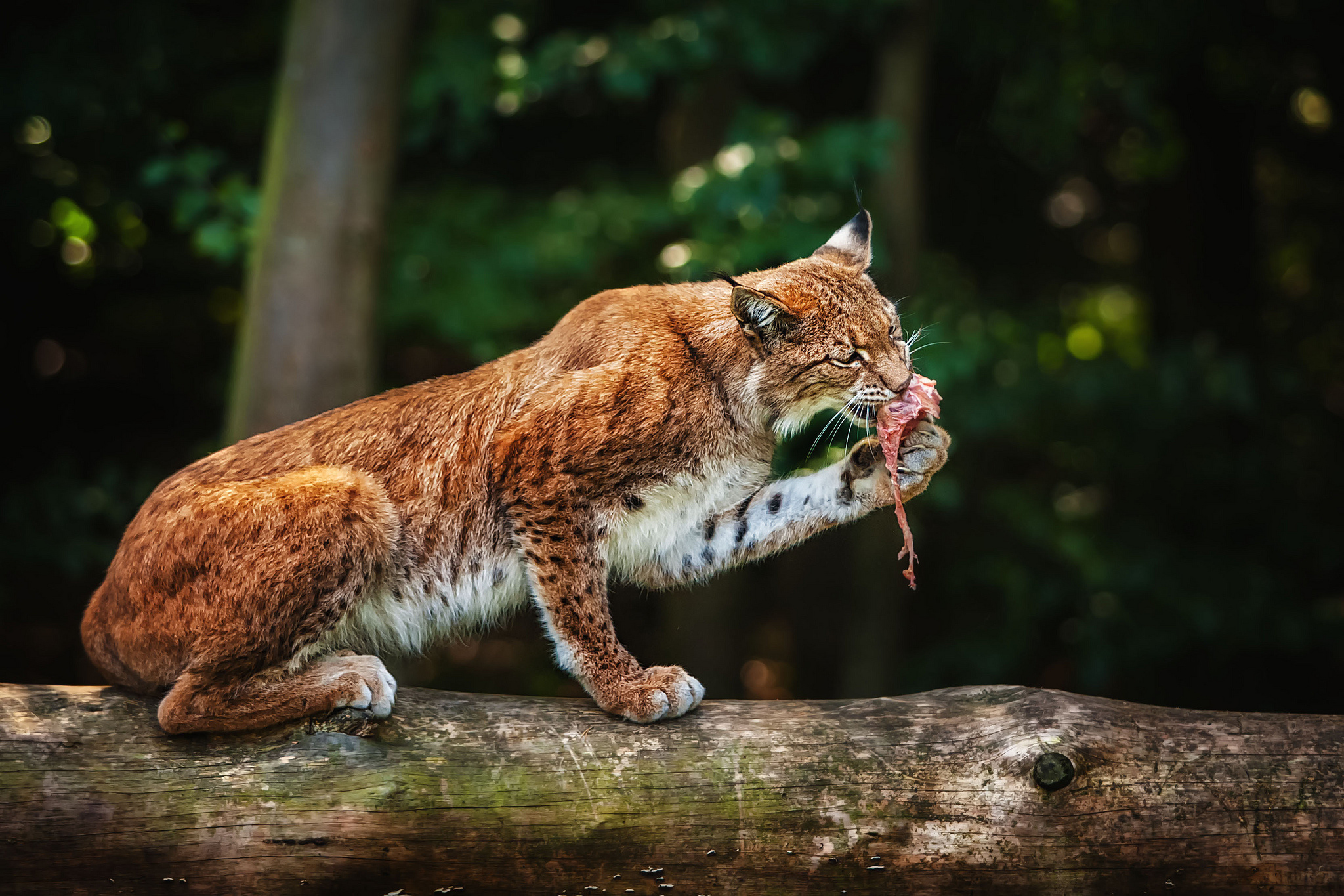 Predator animals. Рысь млекопитающее. Бобкэт Рысь. Дикая кошка Рысь. Хищные кошки.