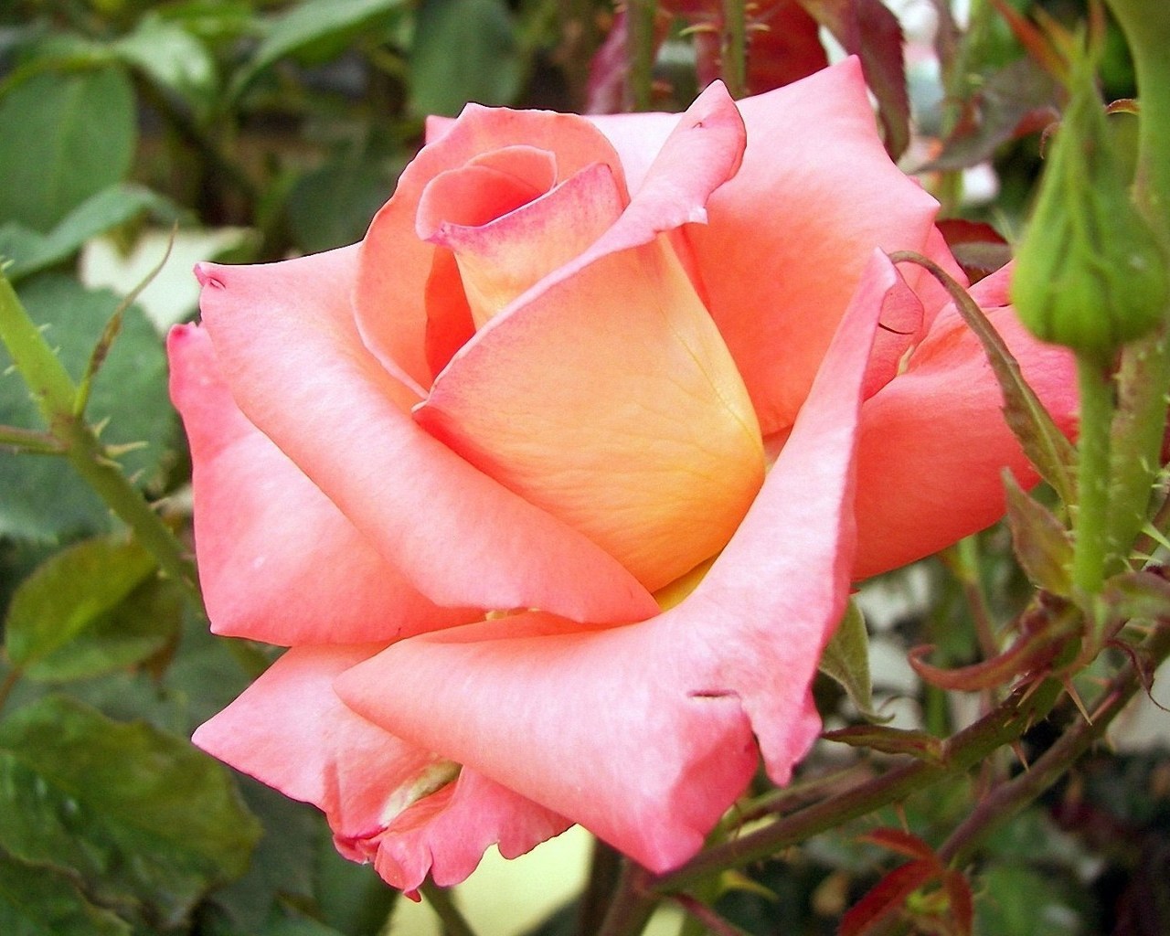 Красивые названия роз. Сорт розы Альтамира.
