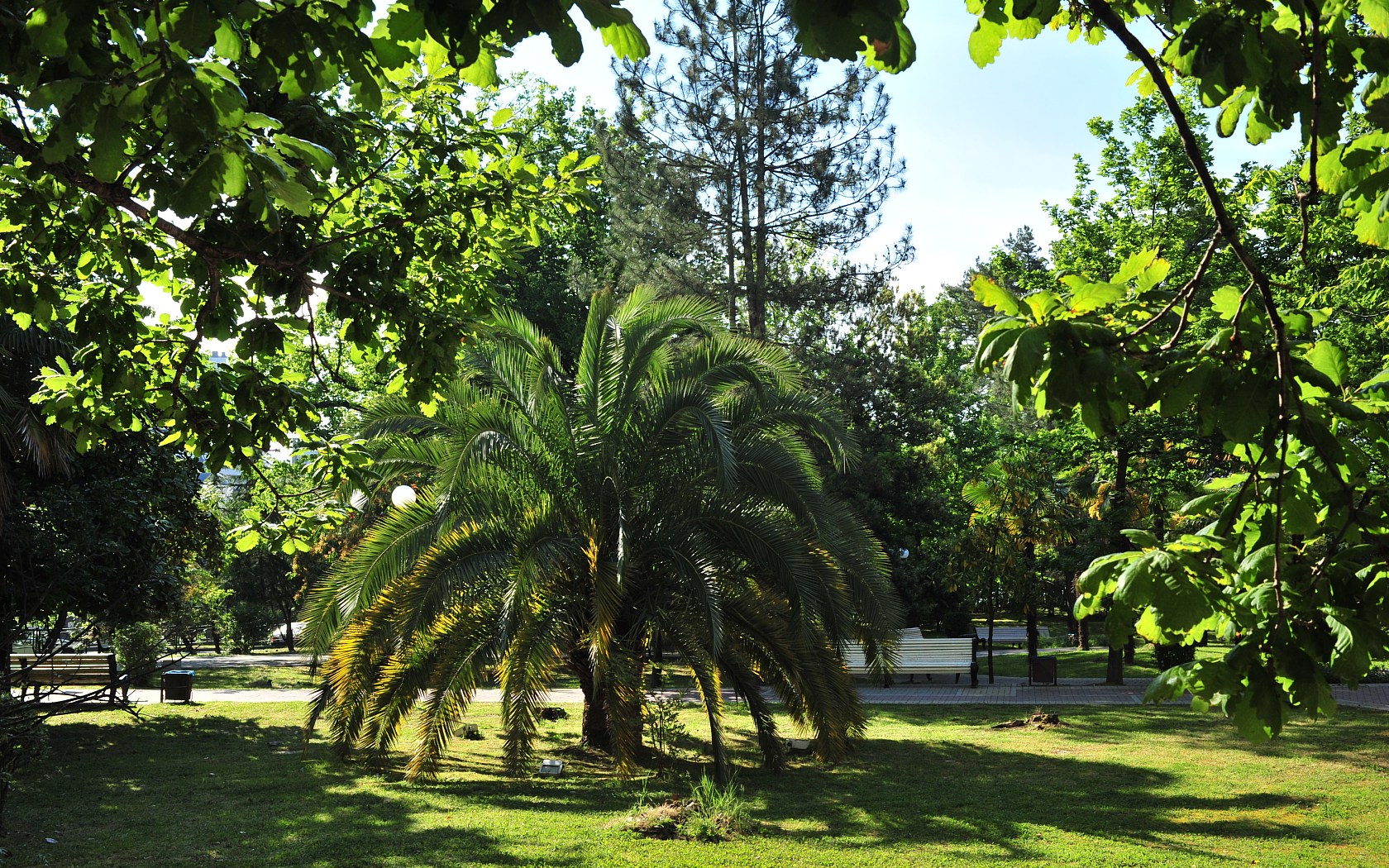 Парк из пальм бесплатно