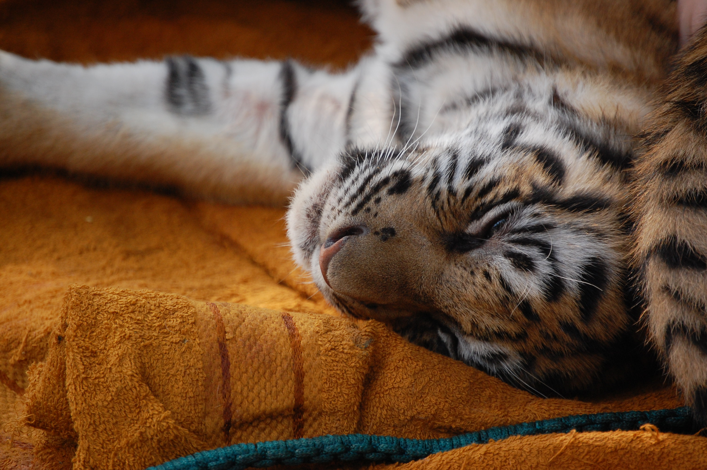 Спящий тигр загрузить