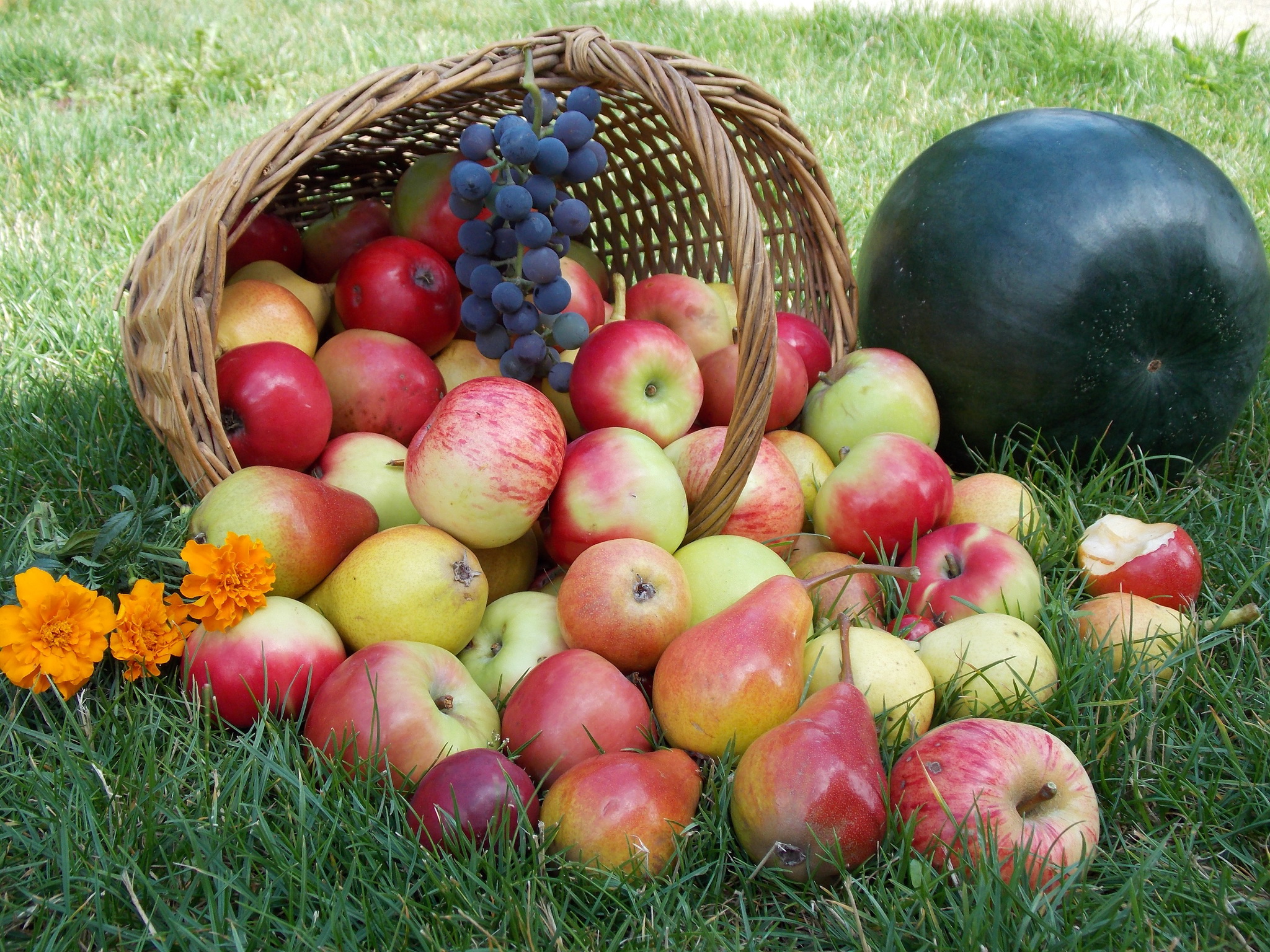 Еда фрукты корзина яблоки арбуз Food fruit basket apples watermelon загрузить