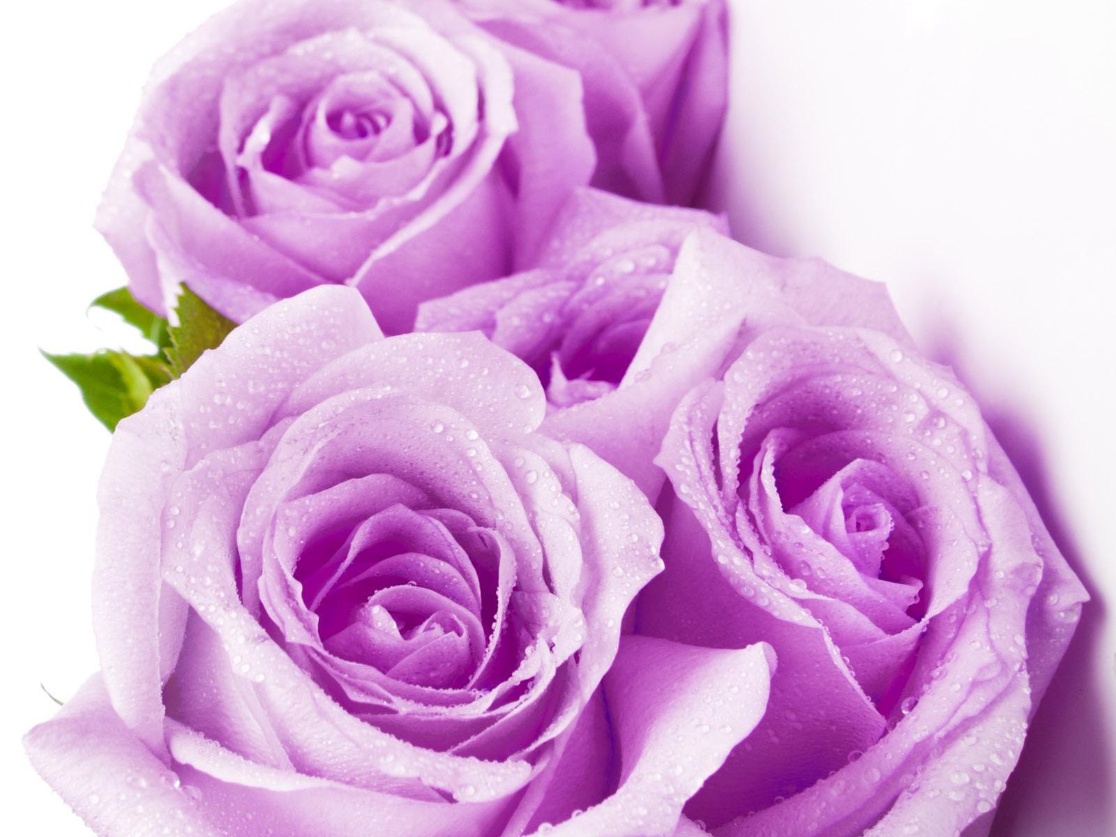 Белые розы фиолетовый