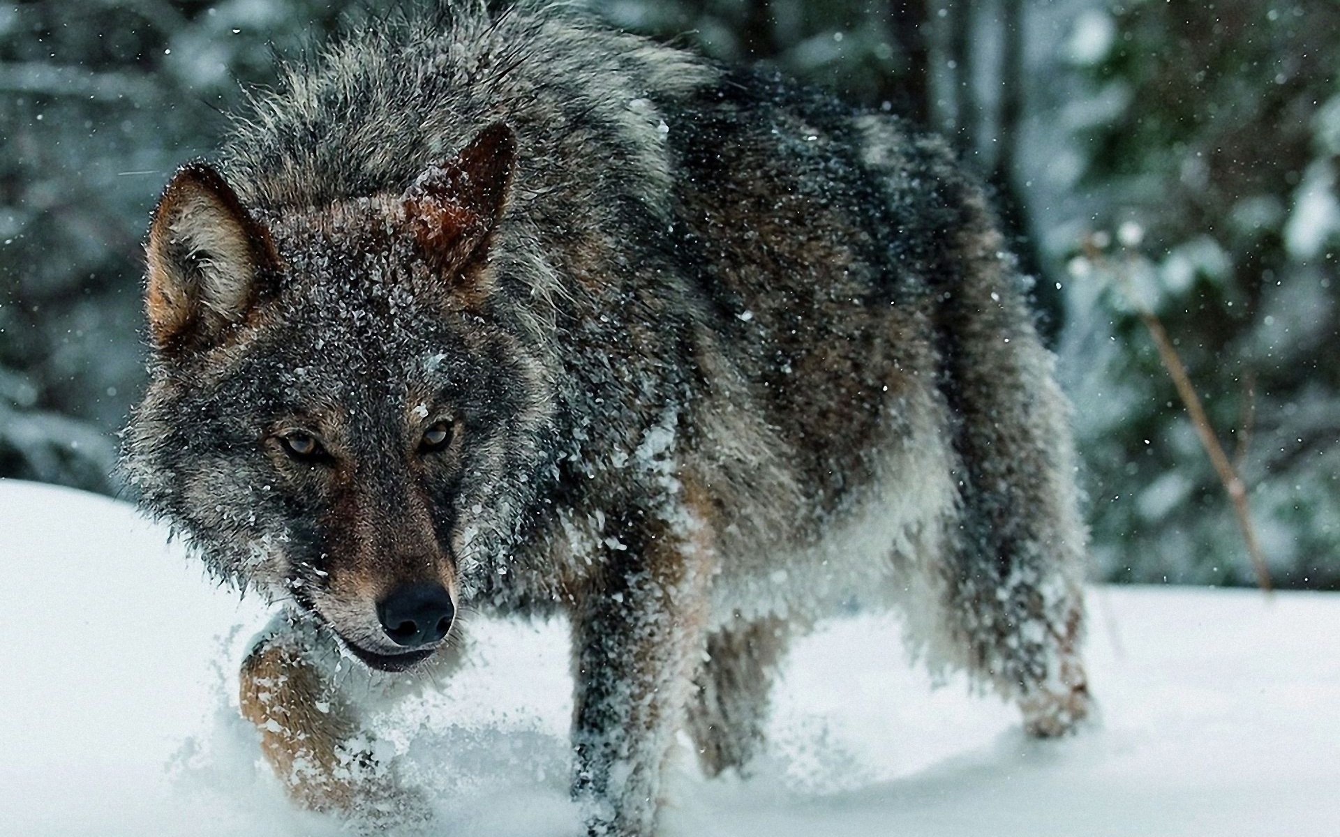 R wolf. Животные волк. Волк картинка. Зимний волк. Волк зимой в лесу.