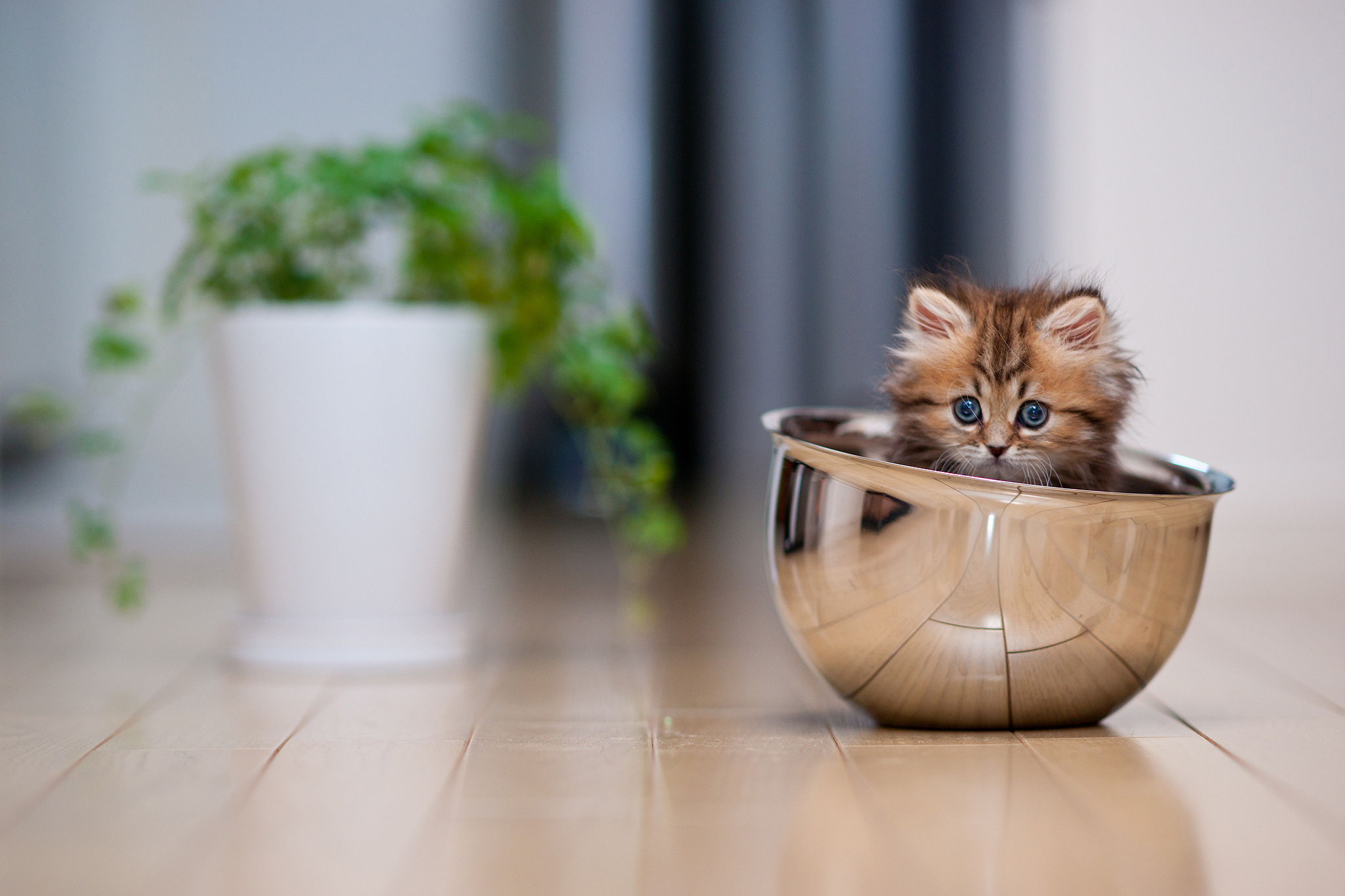коты ваза без смс