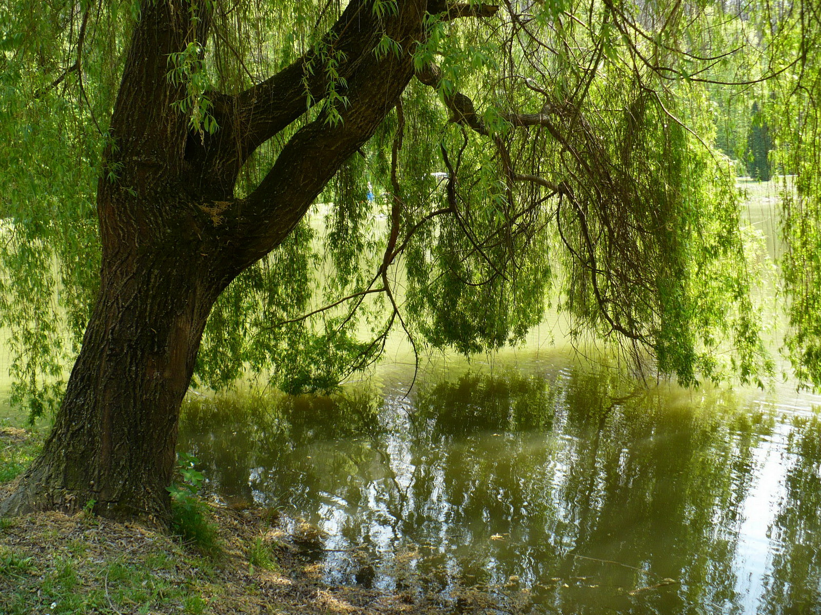 Pin on disney princesses Weeping willow, Weeping willow tree, Water lilies
