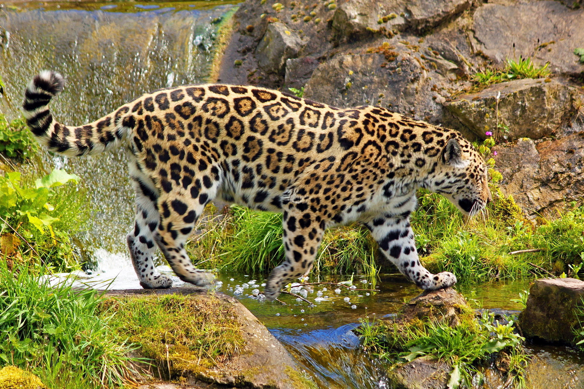 ягуар пьет воду бесплатно