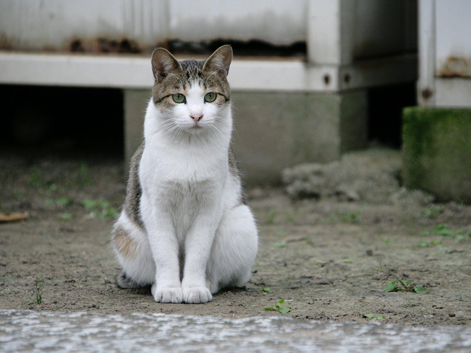 Фото сидящей кошки. Кот сидит. Сидячая кошка. Сидячий кот. Сидеть.