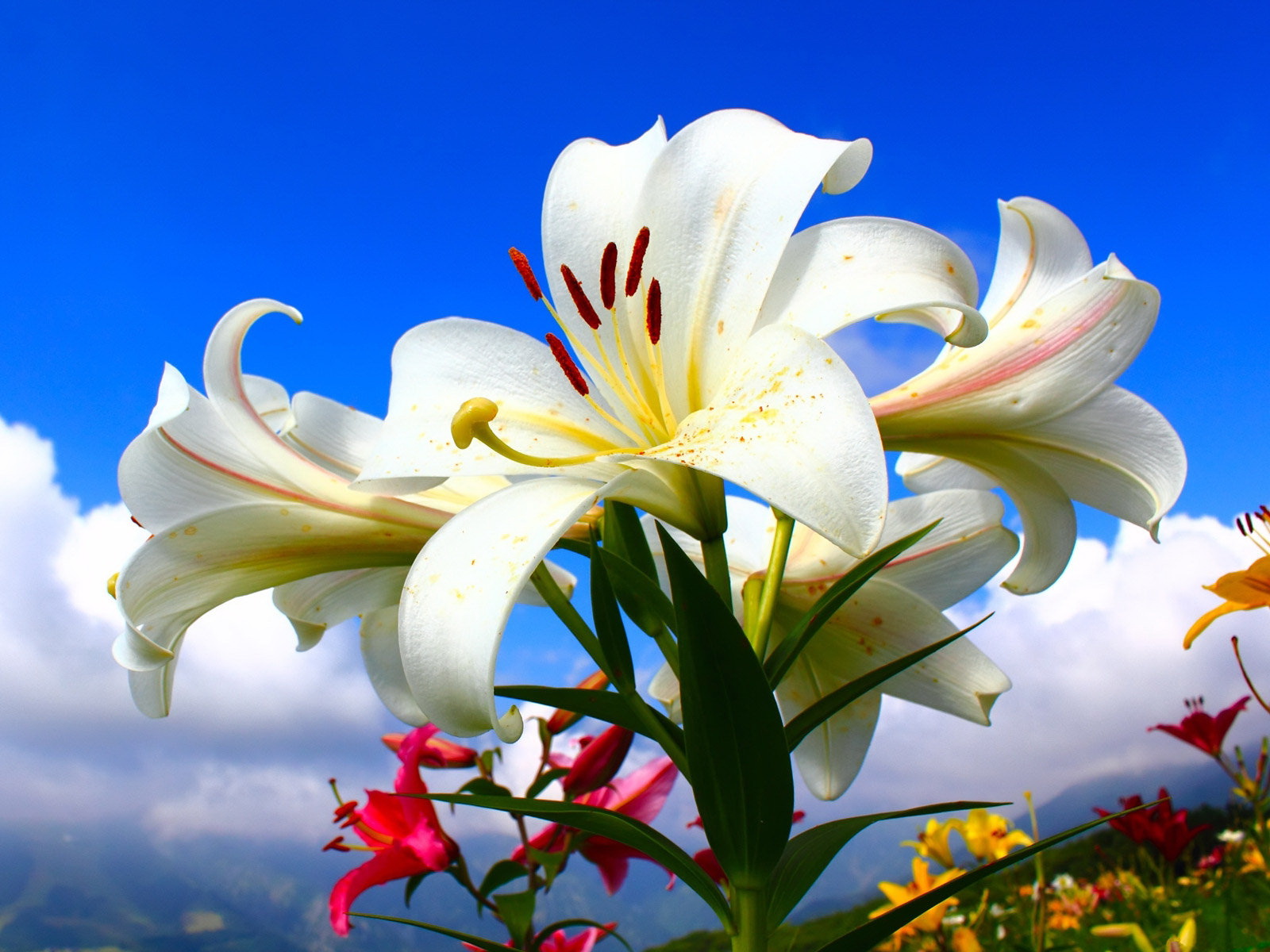 природа белые цветы белые лилии без смс