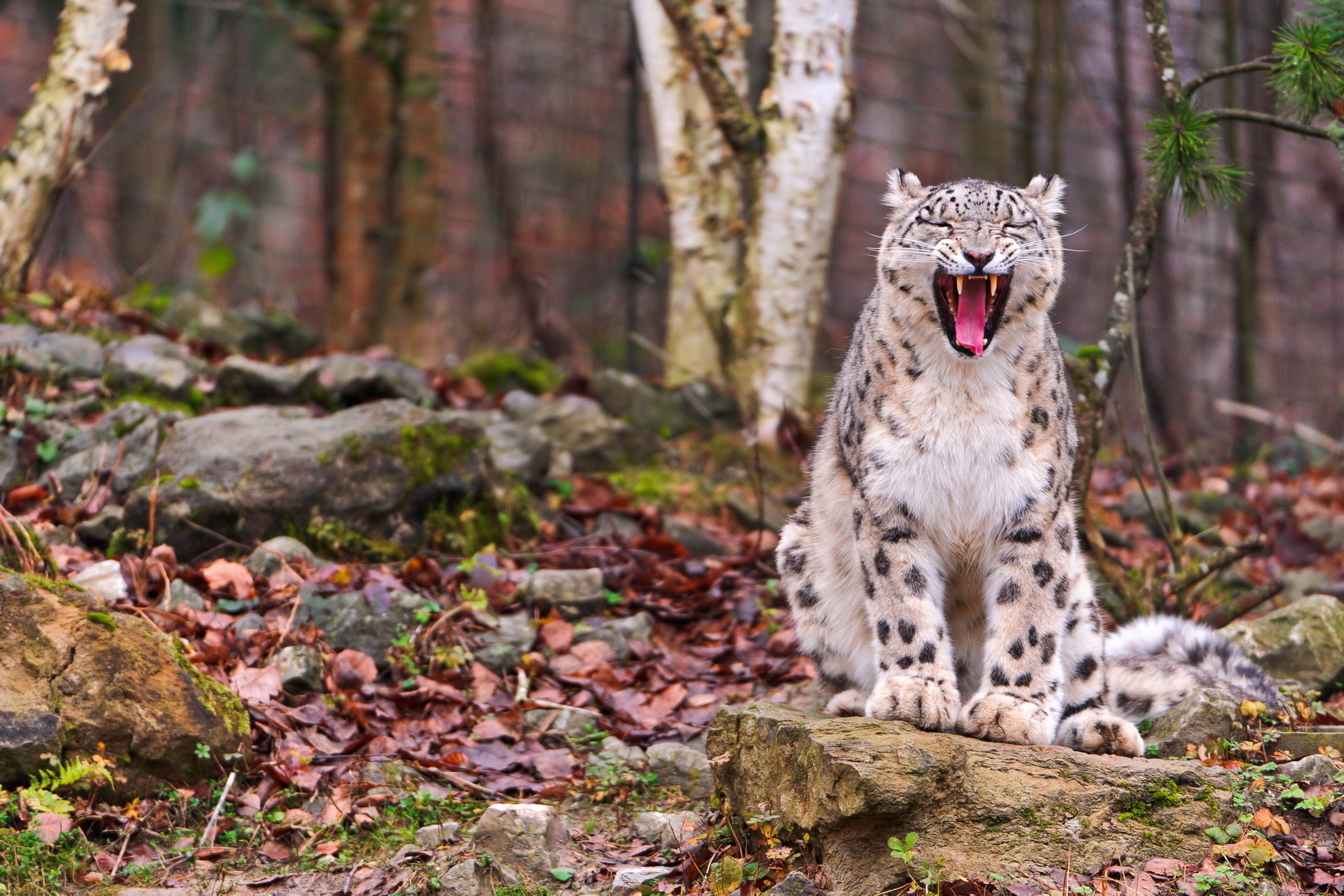 животное природа белый снежный леопард загрузить