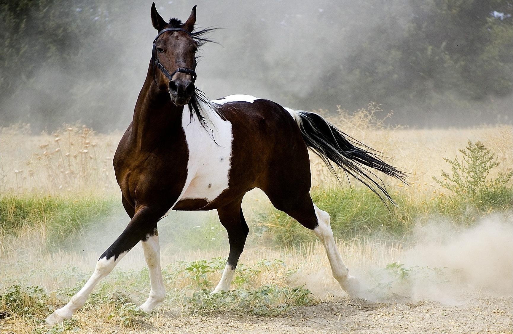 Inaam horse