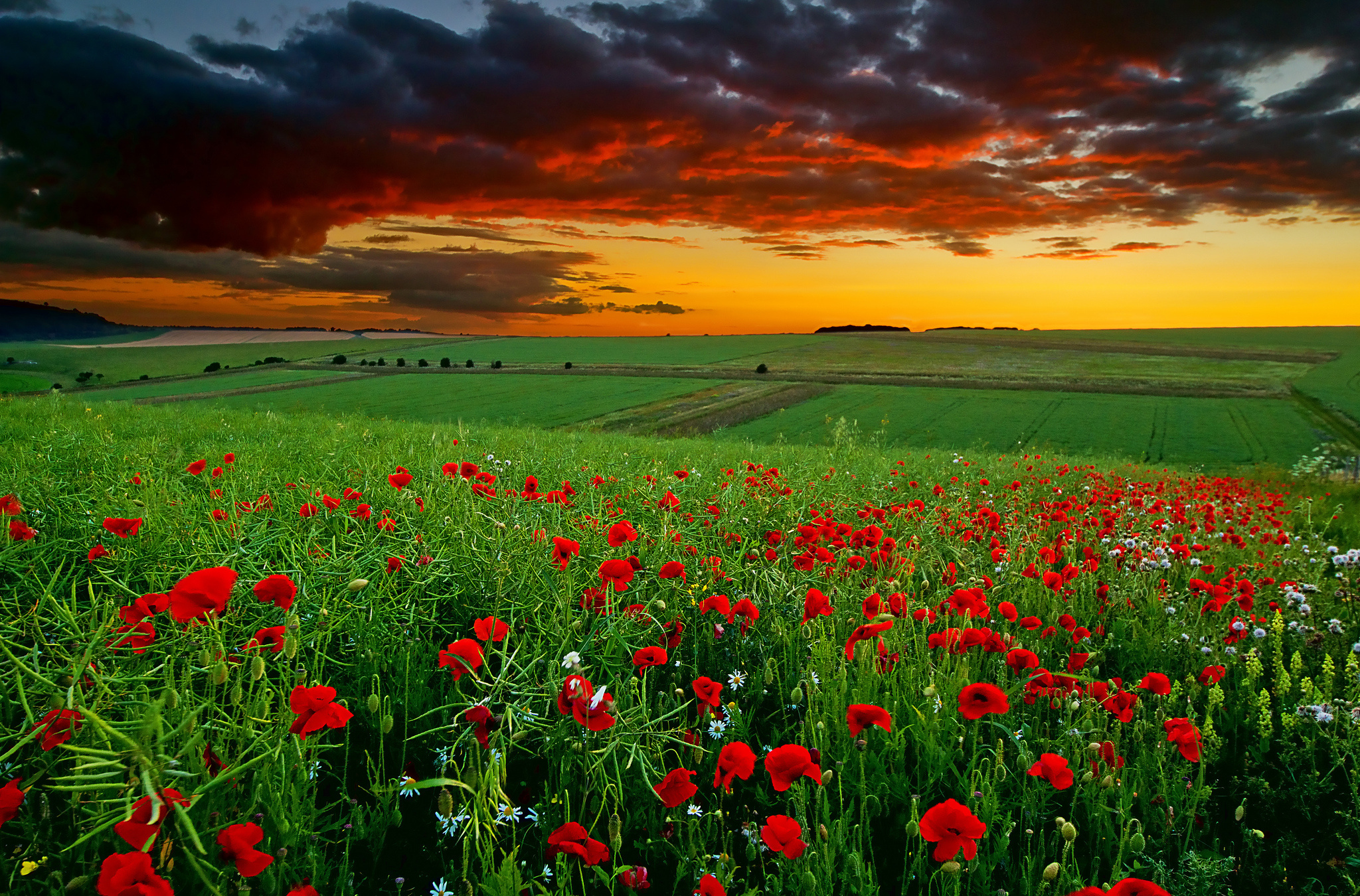 закат поле красные цветы небо облака без смс