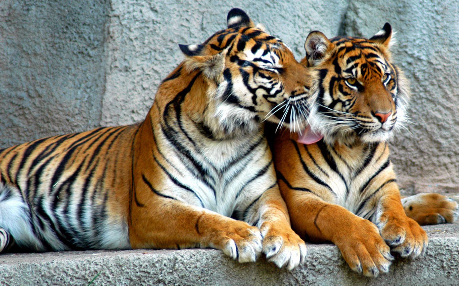 Тигр с тигрёнком загрузить
