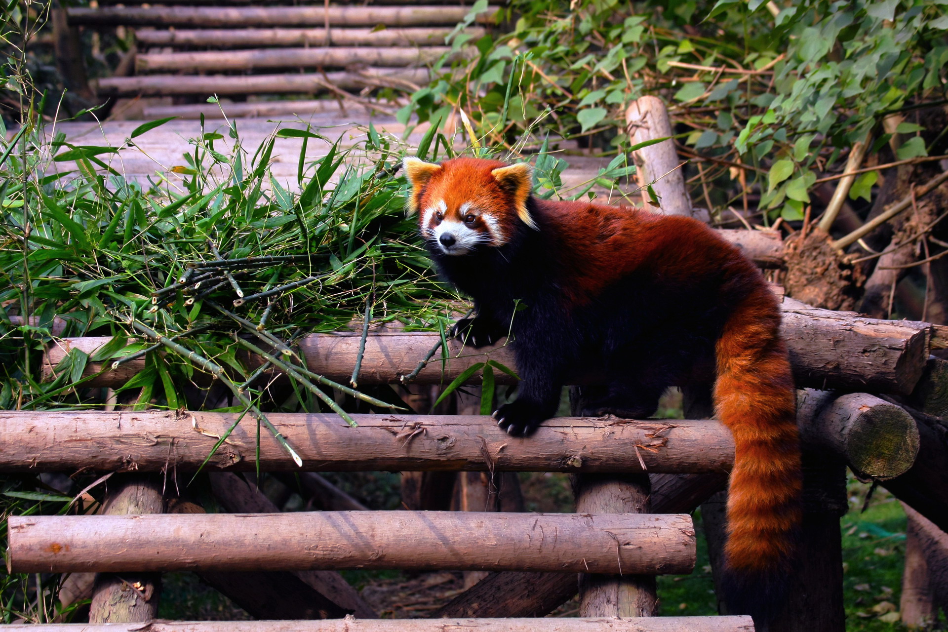 природа животные рыжая панда загрузить