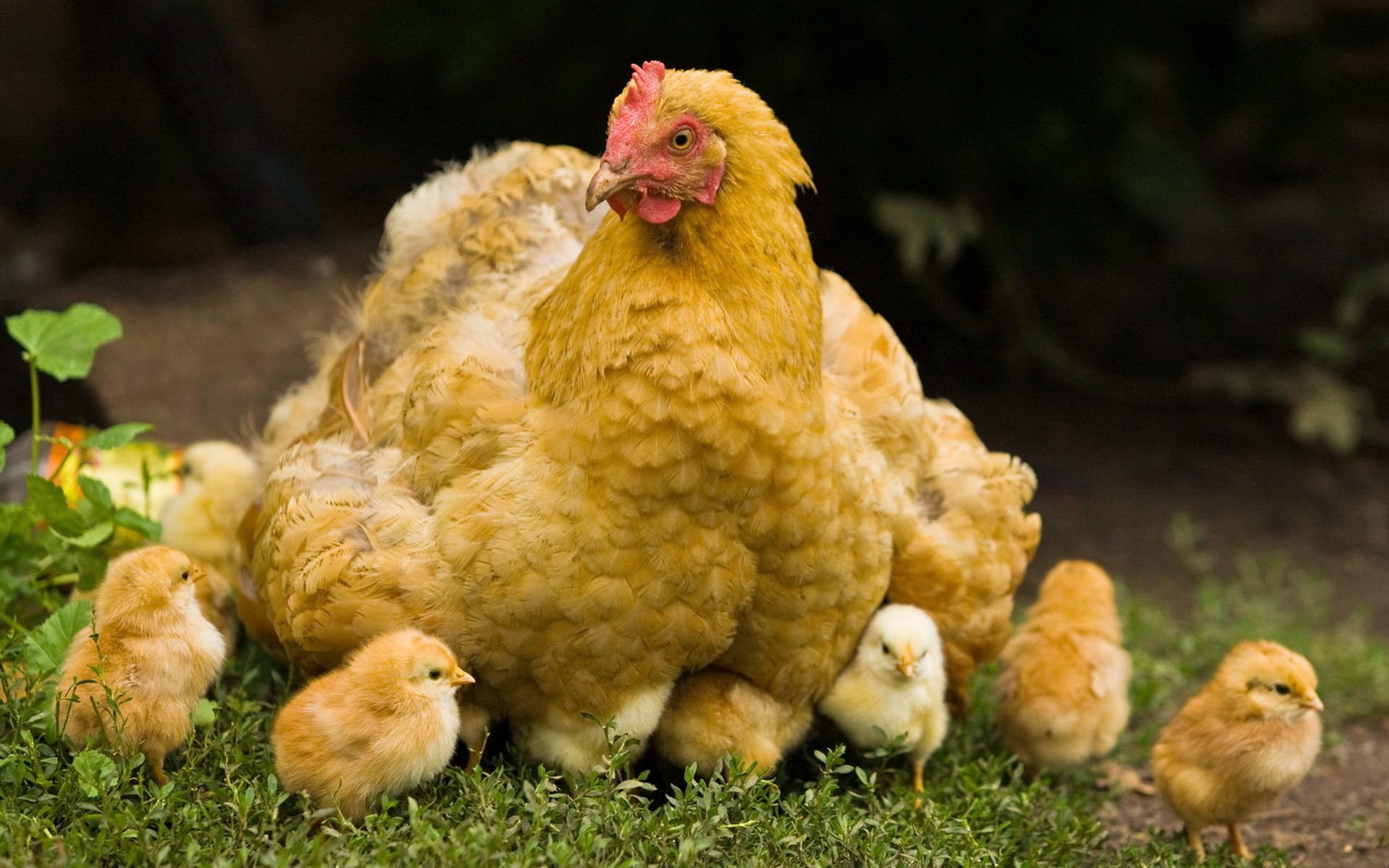 природа животные цыплята бесплатно