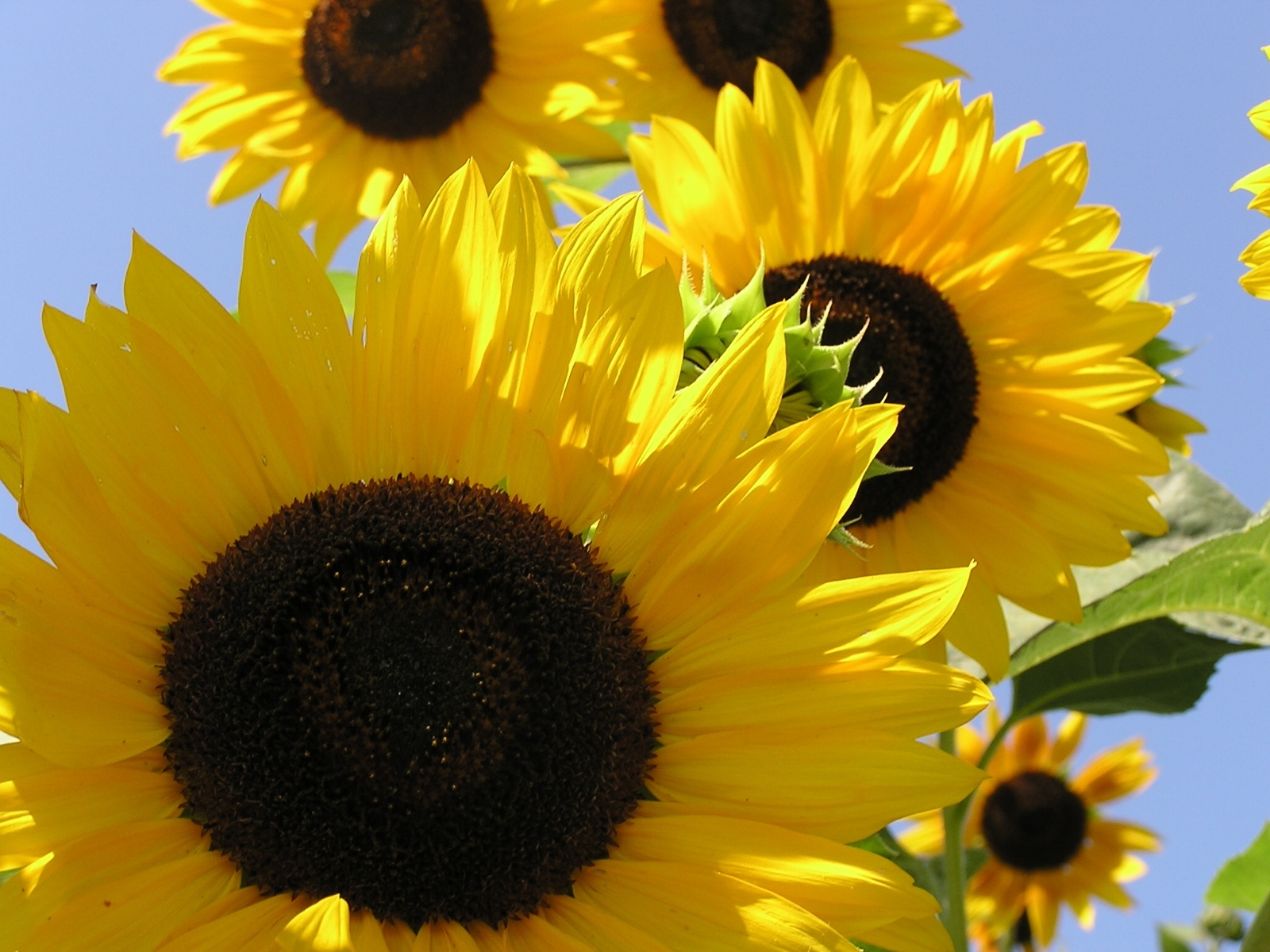 Подсолнухи для презентации. Подсолнечник доклад. Подсолнух предложение. Подсолнух предложение. Подсолнечник посейдон.