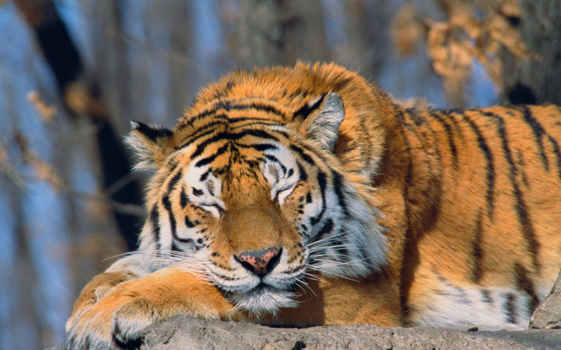 тигр спящий скачать