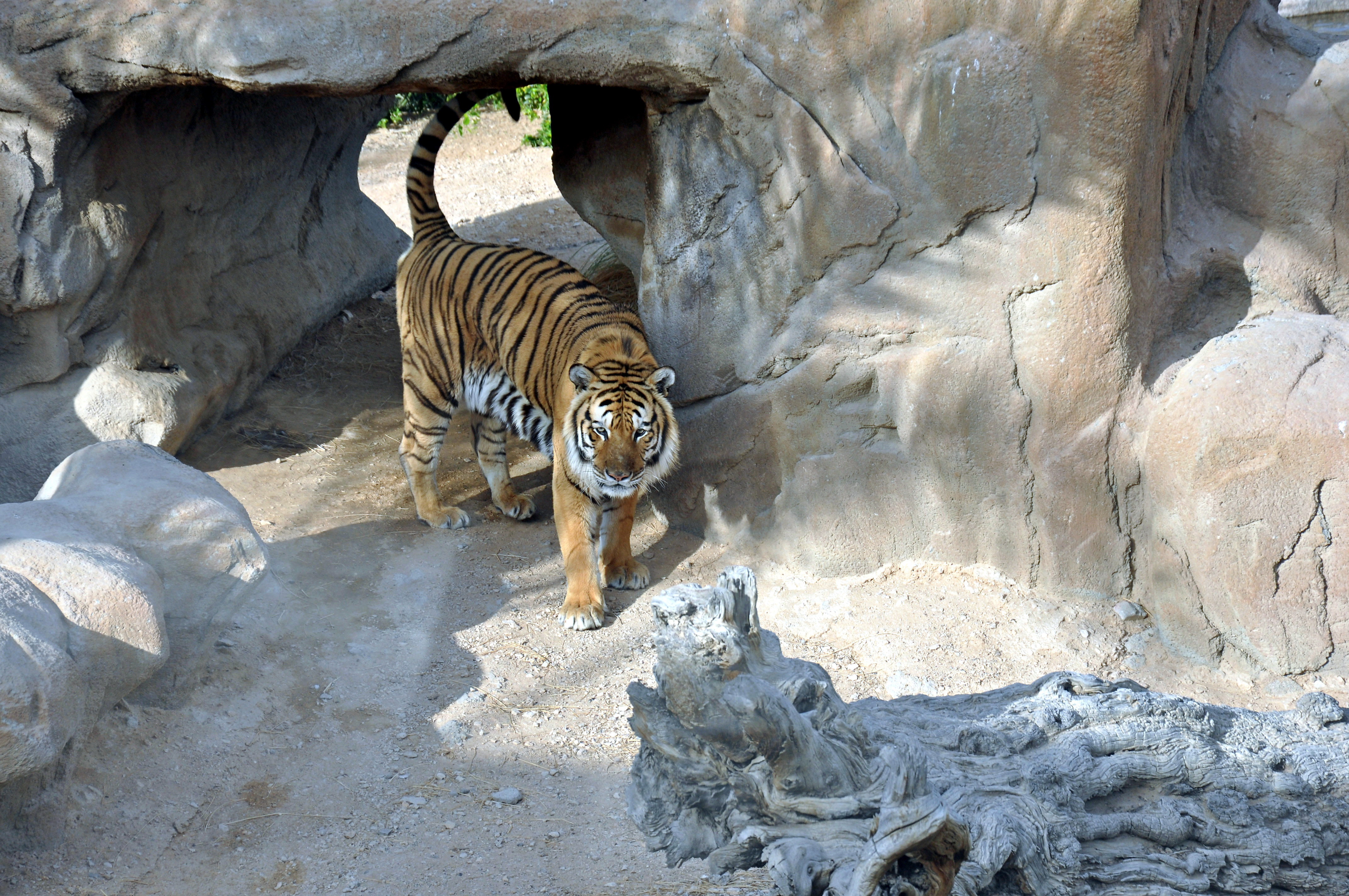 Зоопарка скачает телефон. Тигр. Вольеры в зоопарке. Животные зоопарка. Фото тигра.