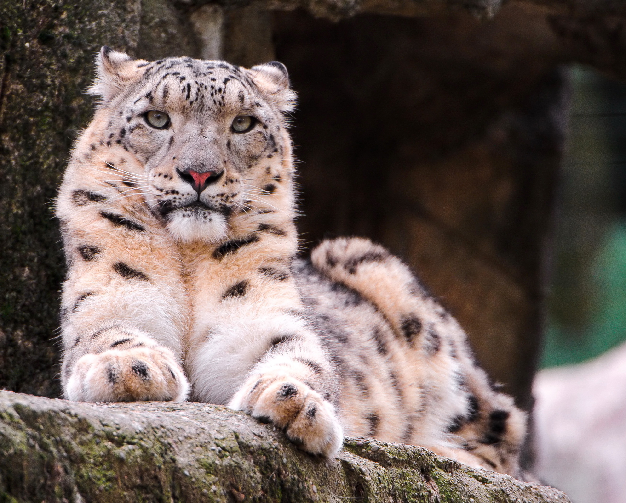Самые красивые звери. Снежный Барс Ирбис. Саблезубый снежный Барс. Илбирс снежный Барс. Снежный Барс леопард Snow Leopard Ирбис.
