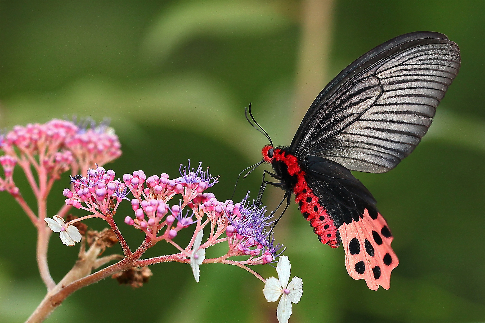 природа цветы макро животные насекомое бабочка загрузить