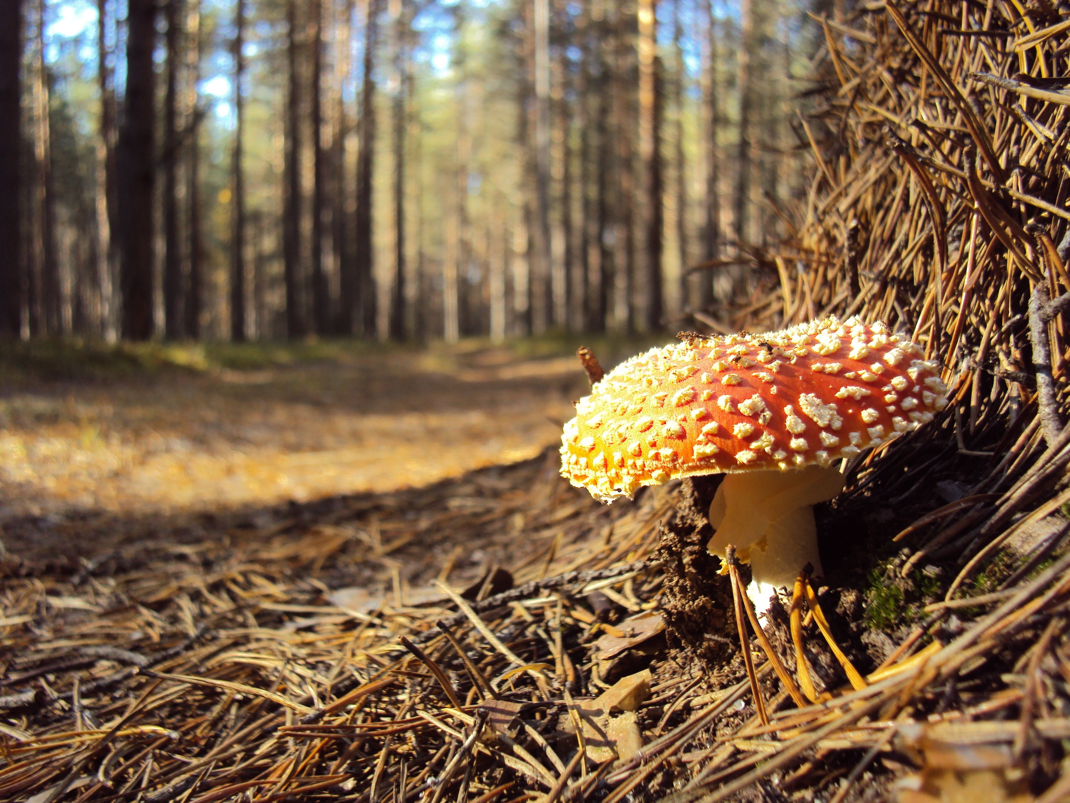 белые грибы макро лес без смс