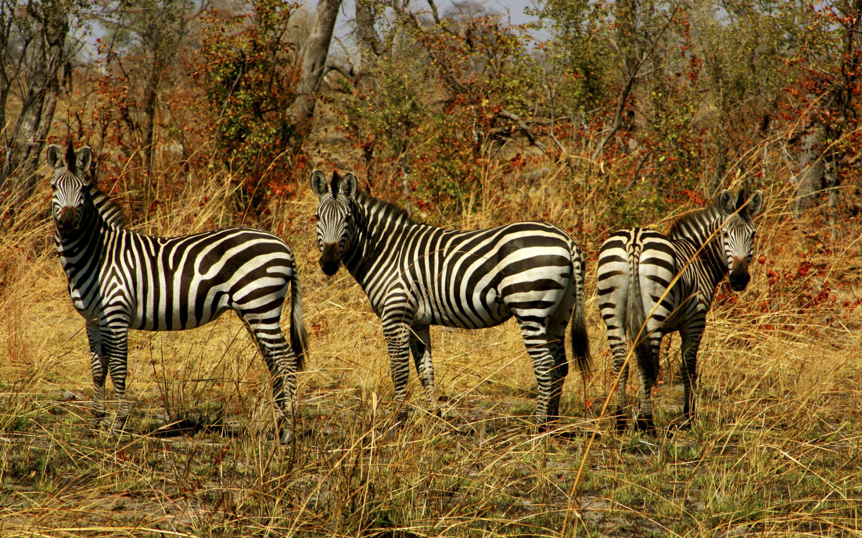 природа животные зебра скала бесплатно