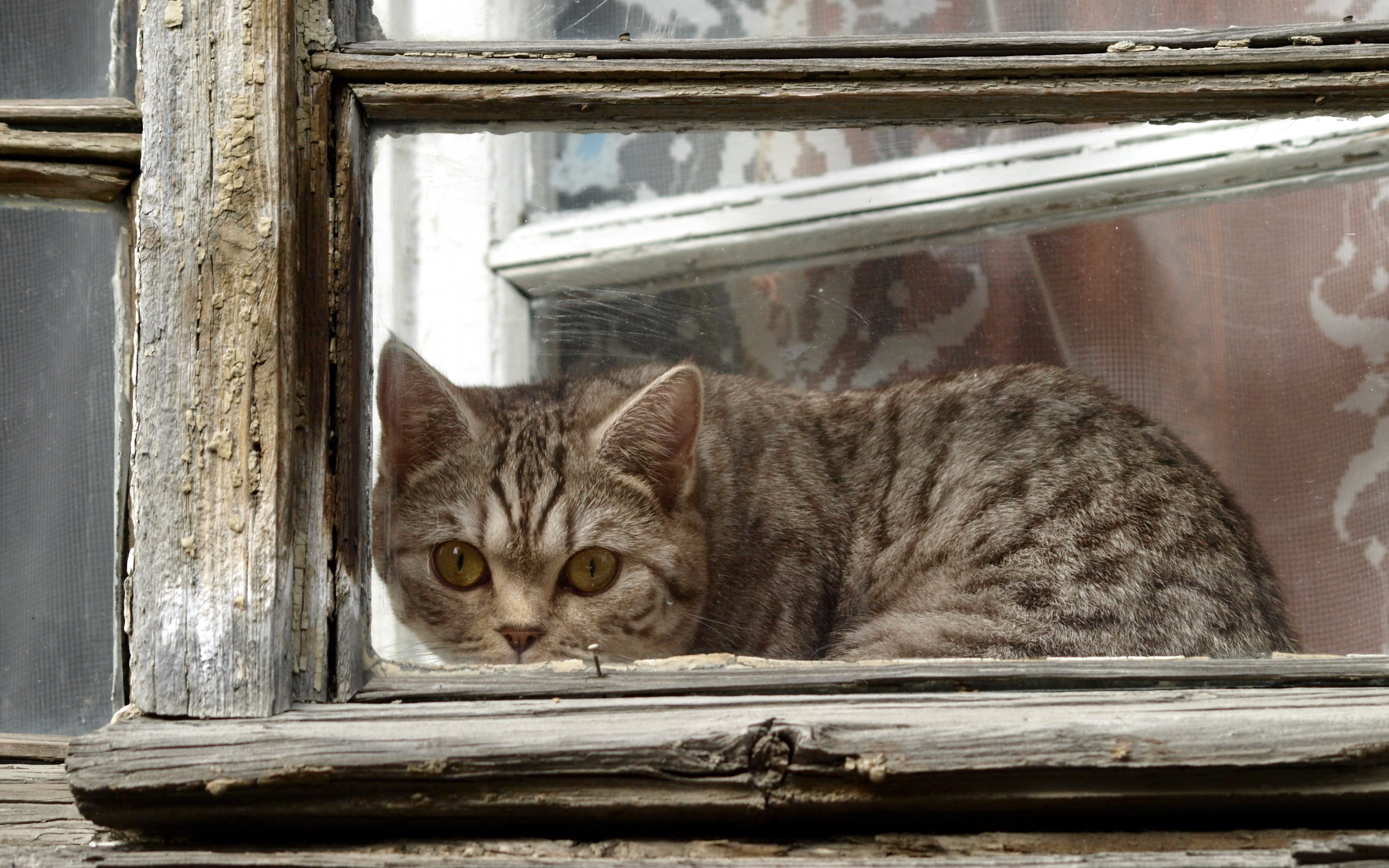 Кот серый окно без смс