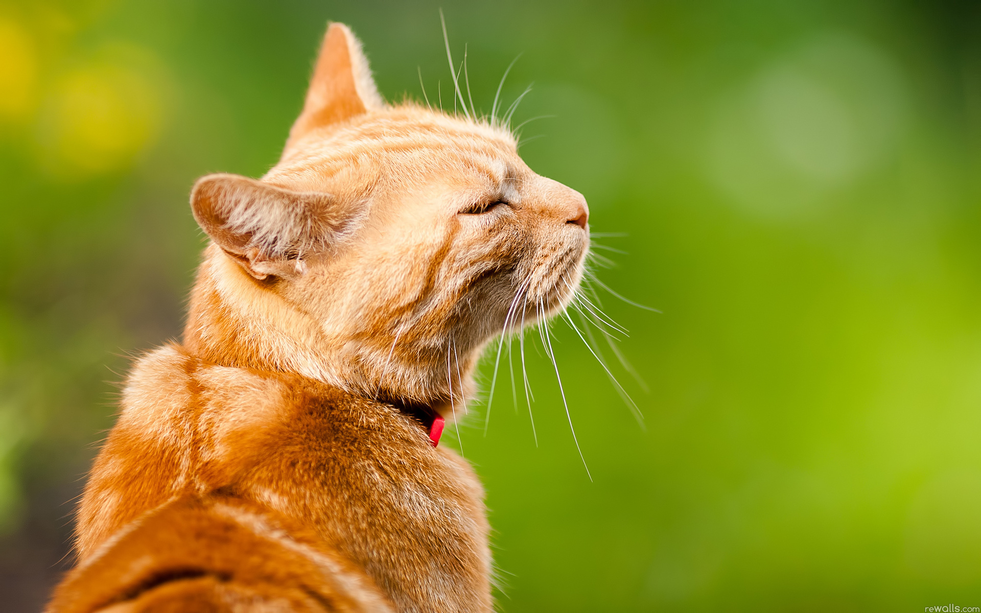 Рыжий кот на оранжевом фоне бесплатно