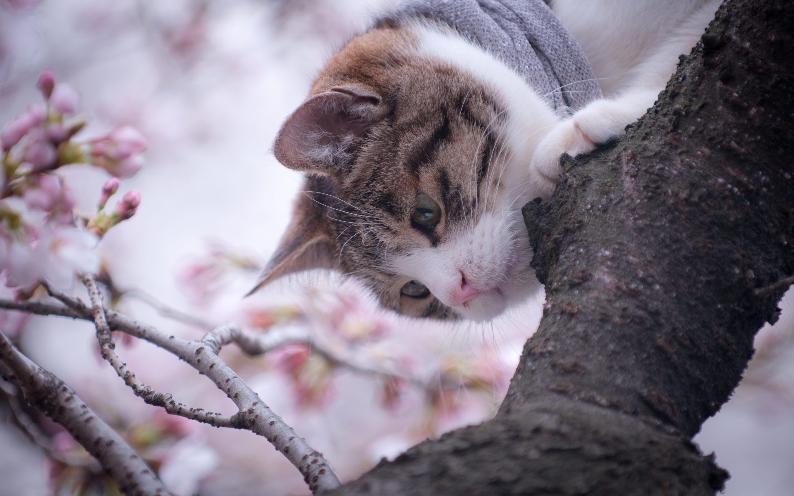 природа кот котенок деревья скачать