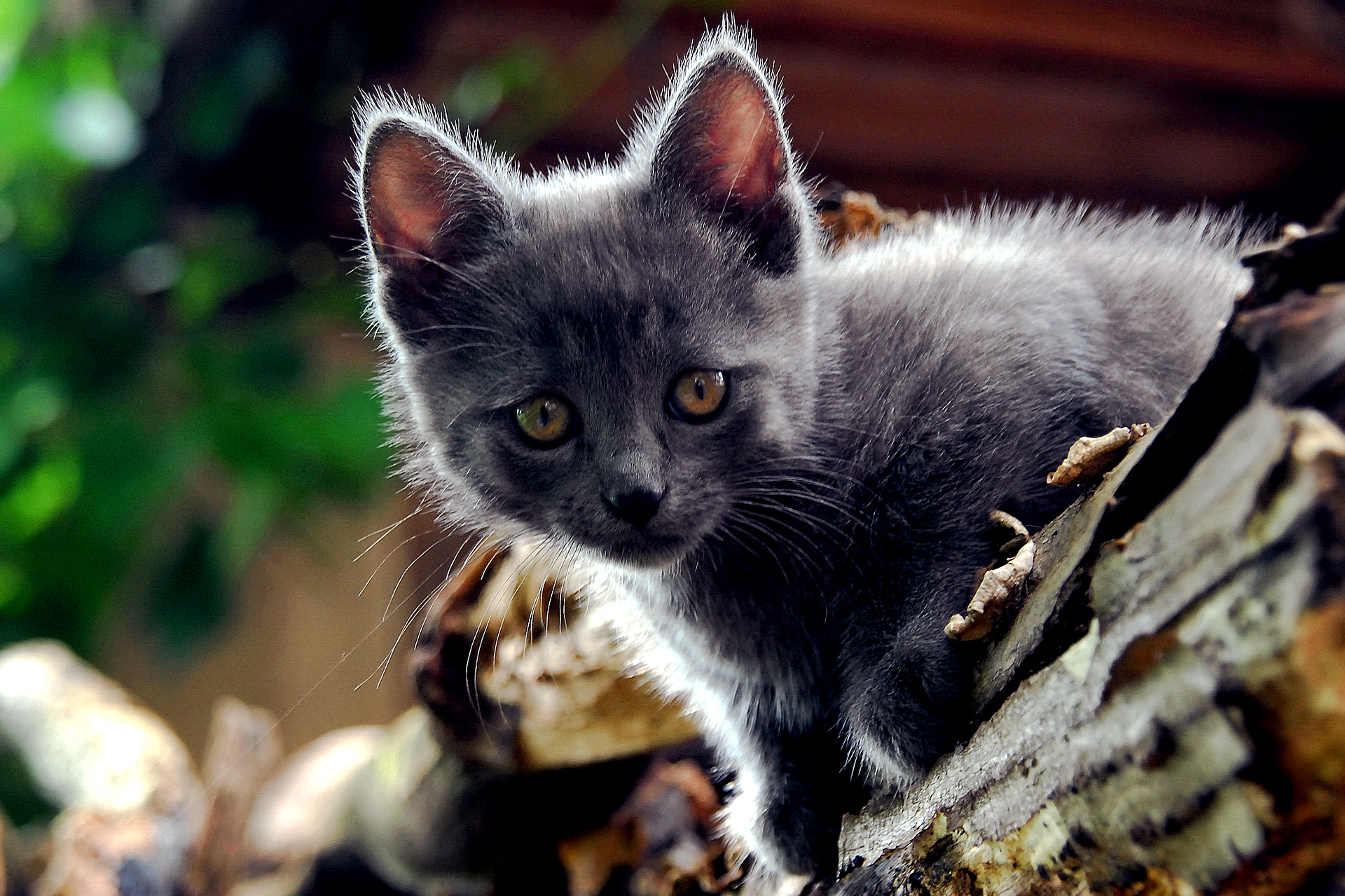 природа животные кот котенок серый nature animals cat kitten grey бесплатно