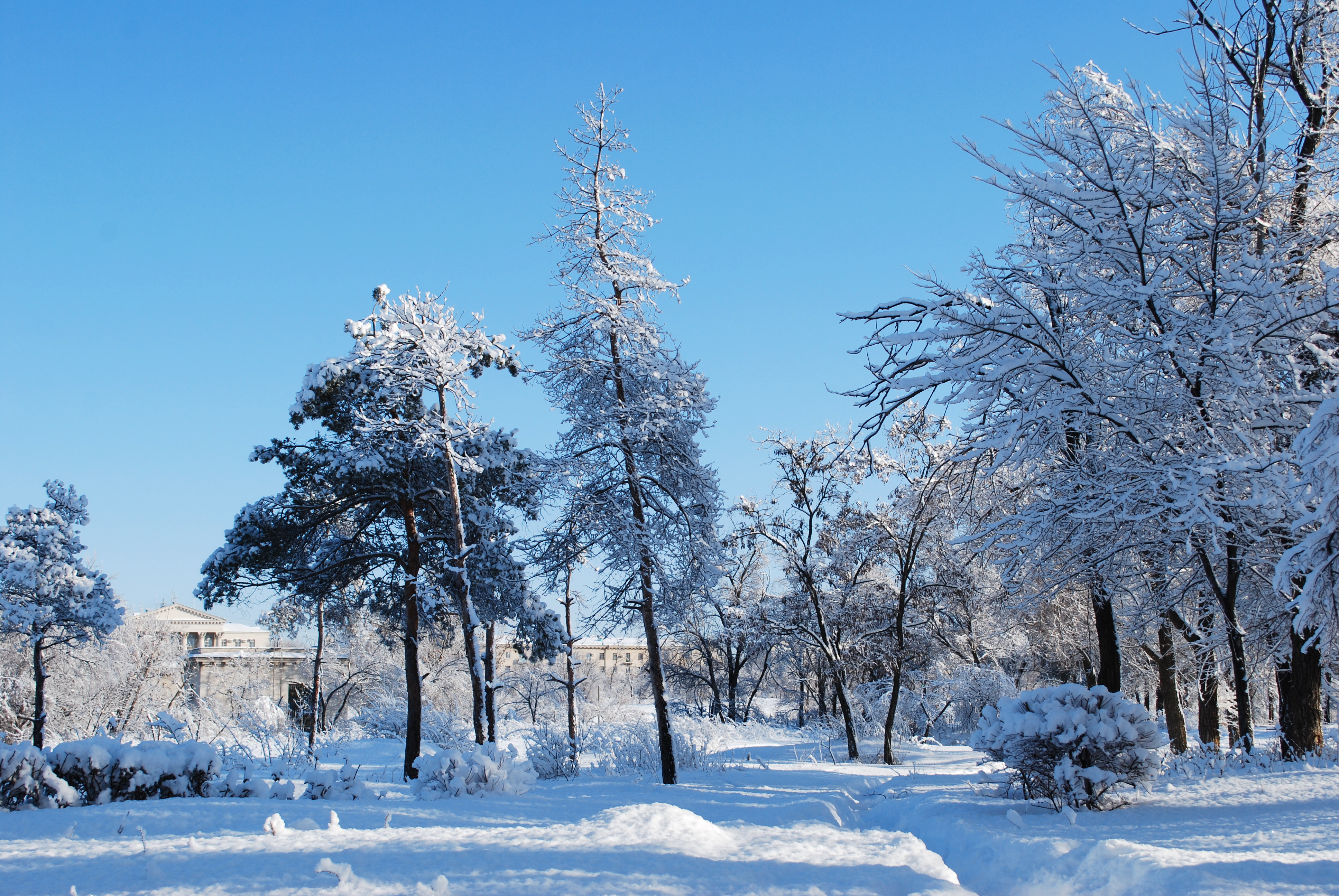 Зима. Зимний лес. Время года зима. Зима фото. Сказочный зимний лес.
