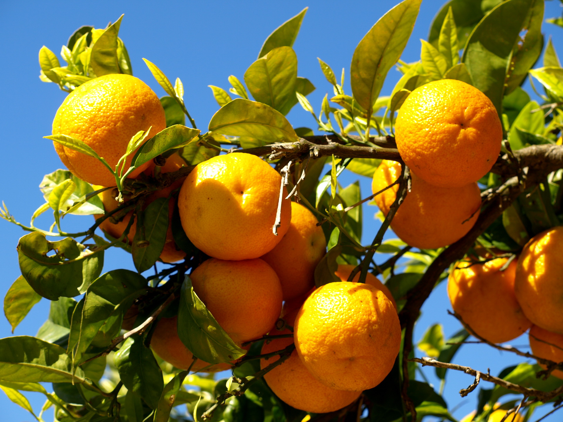 лимоны цитрусовые ветка бесплатно