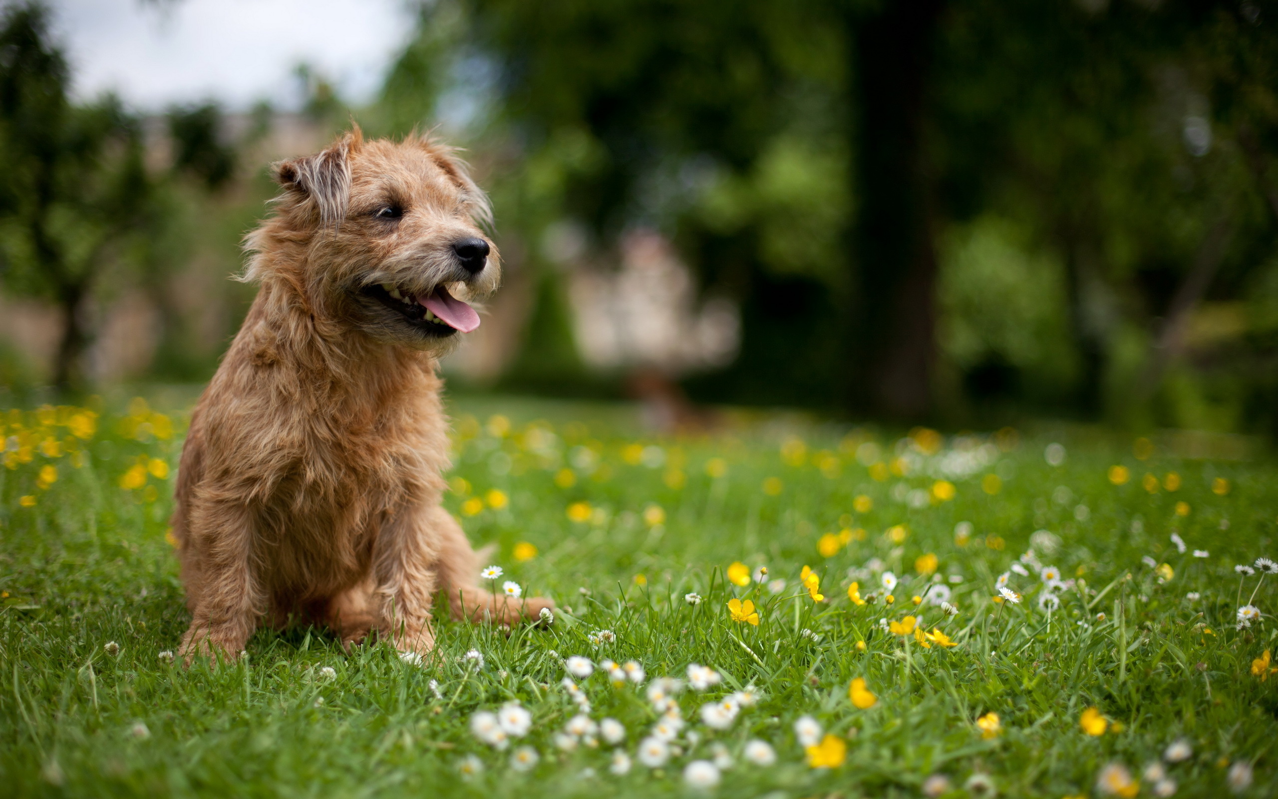 собака природа луг цветы трава скачать