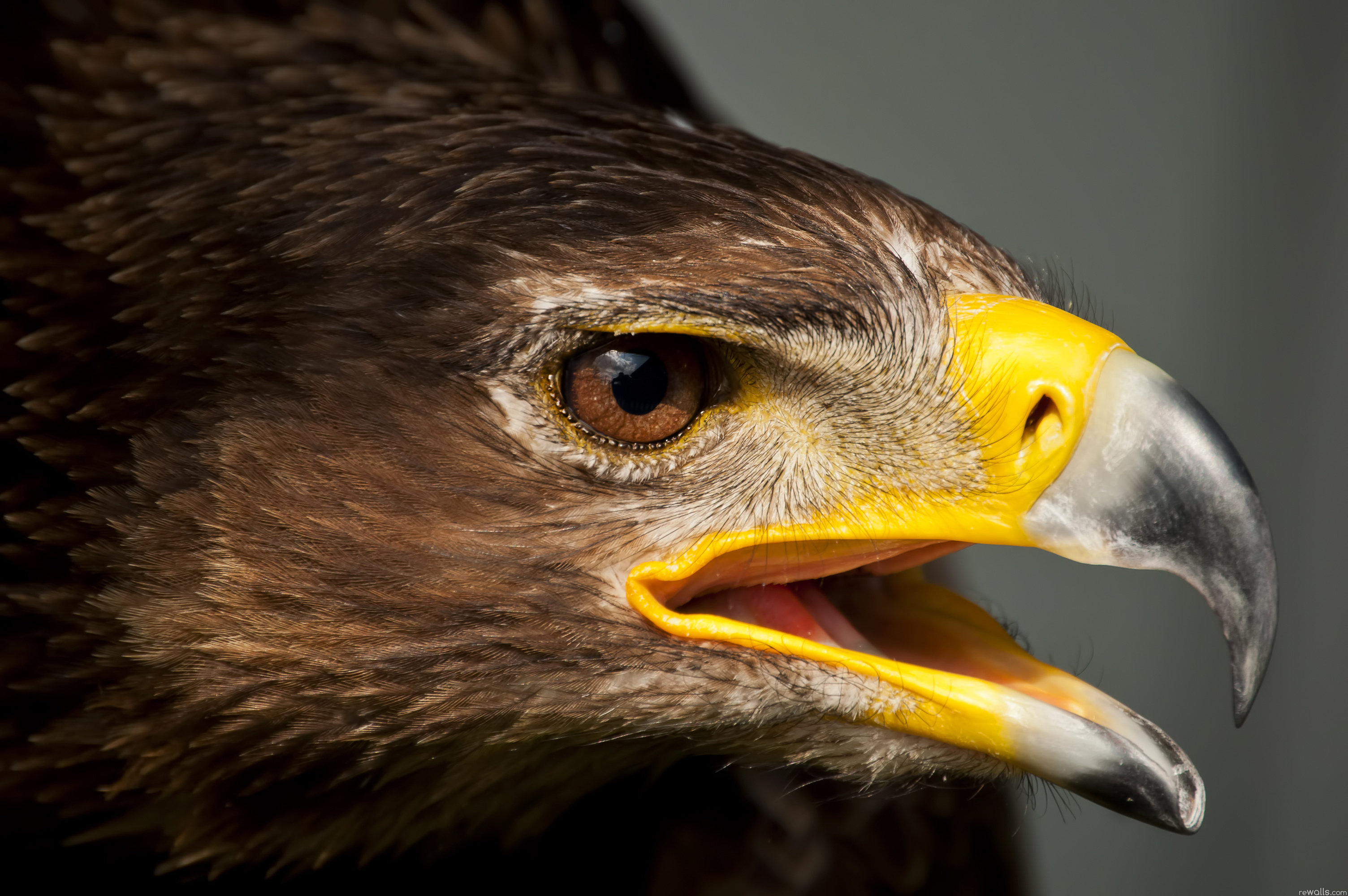 орел взгляд клюв eagle view the beak бесплатно