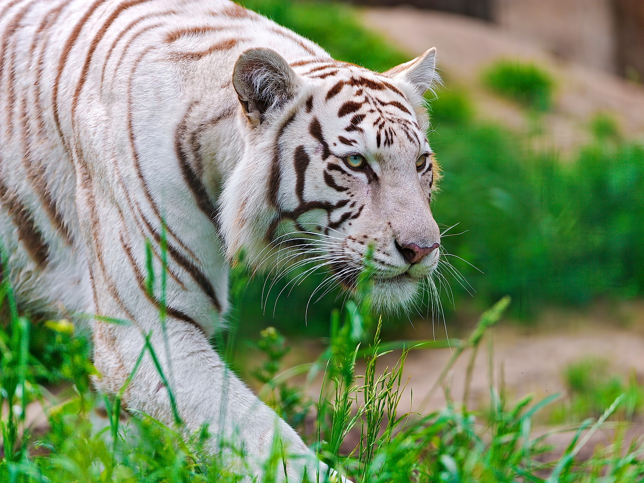 тигр белый трава без смс