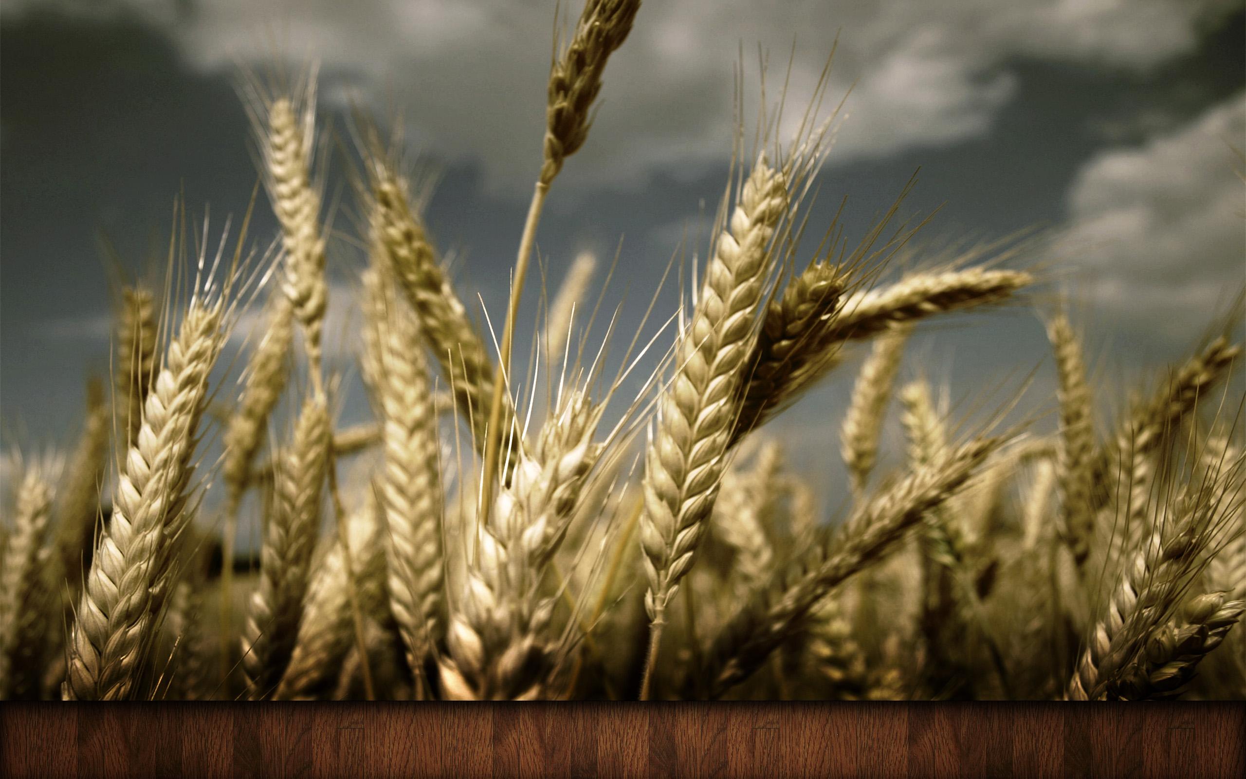 Пшеница без смс