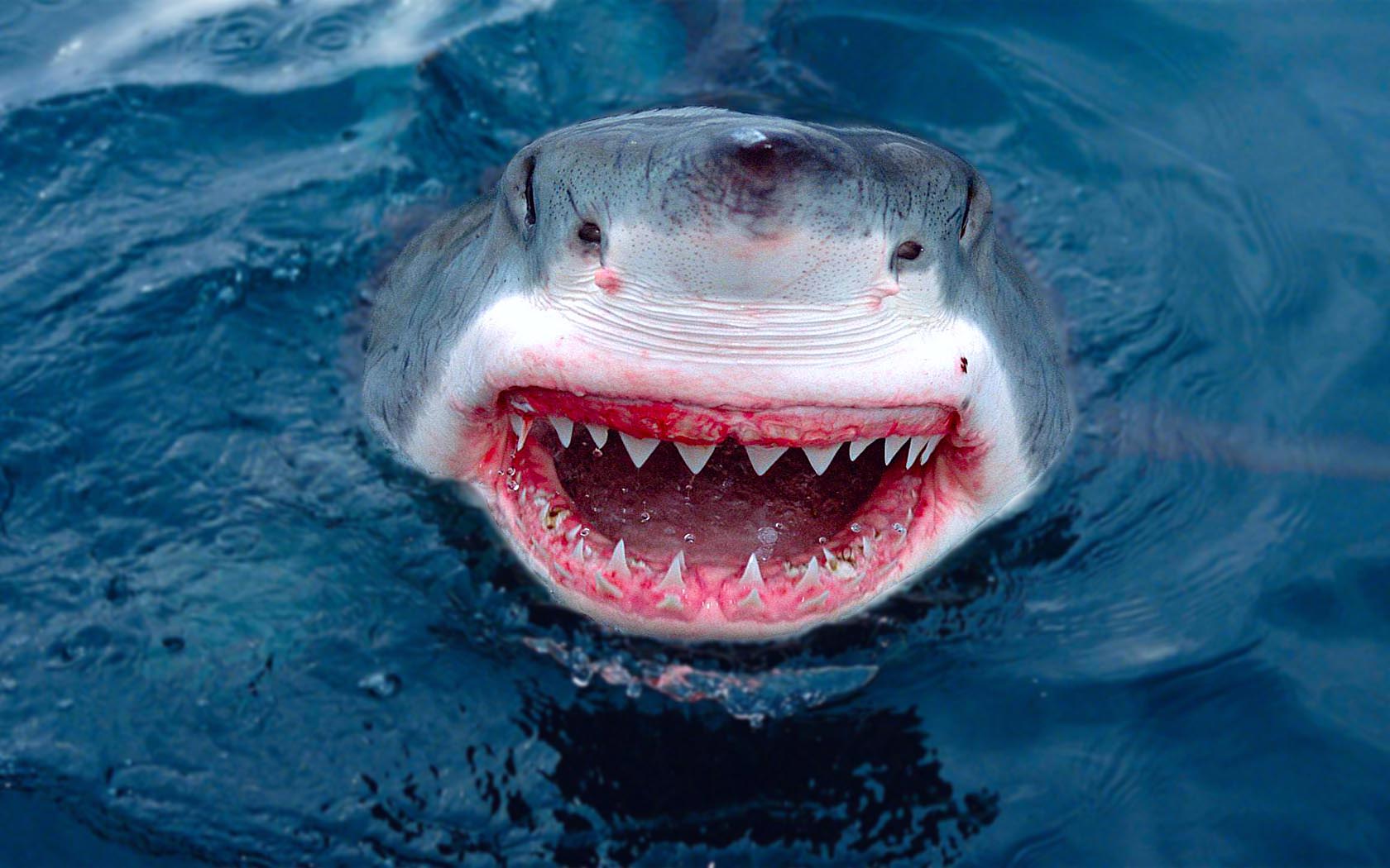Акулы Зубы Животные фото животное обои картинки скачать на рабочий стол ПК,...