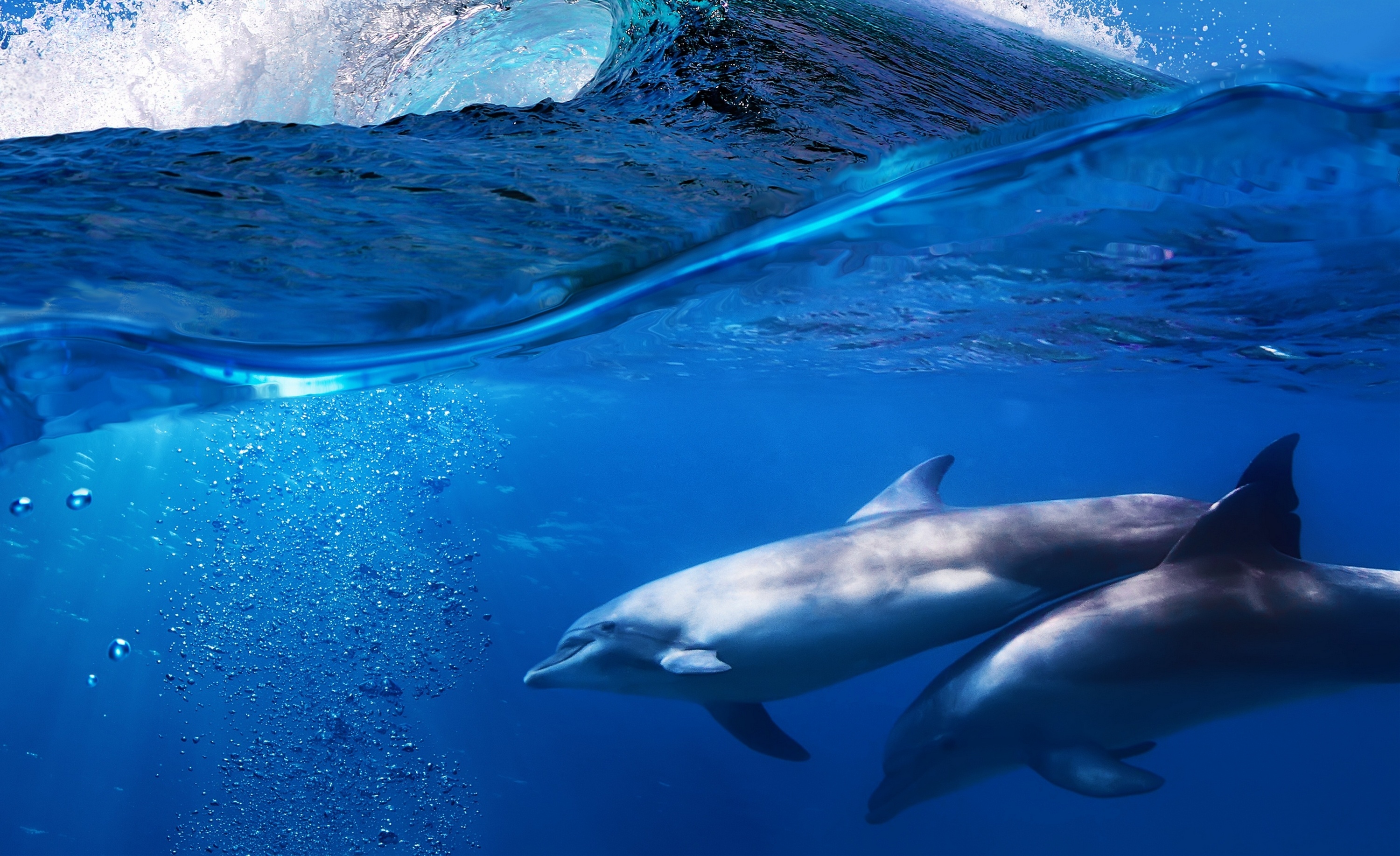 природа животные дельфины море загрузить