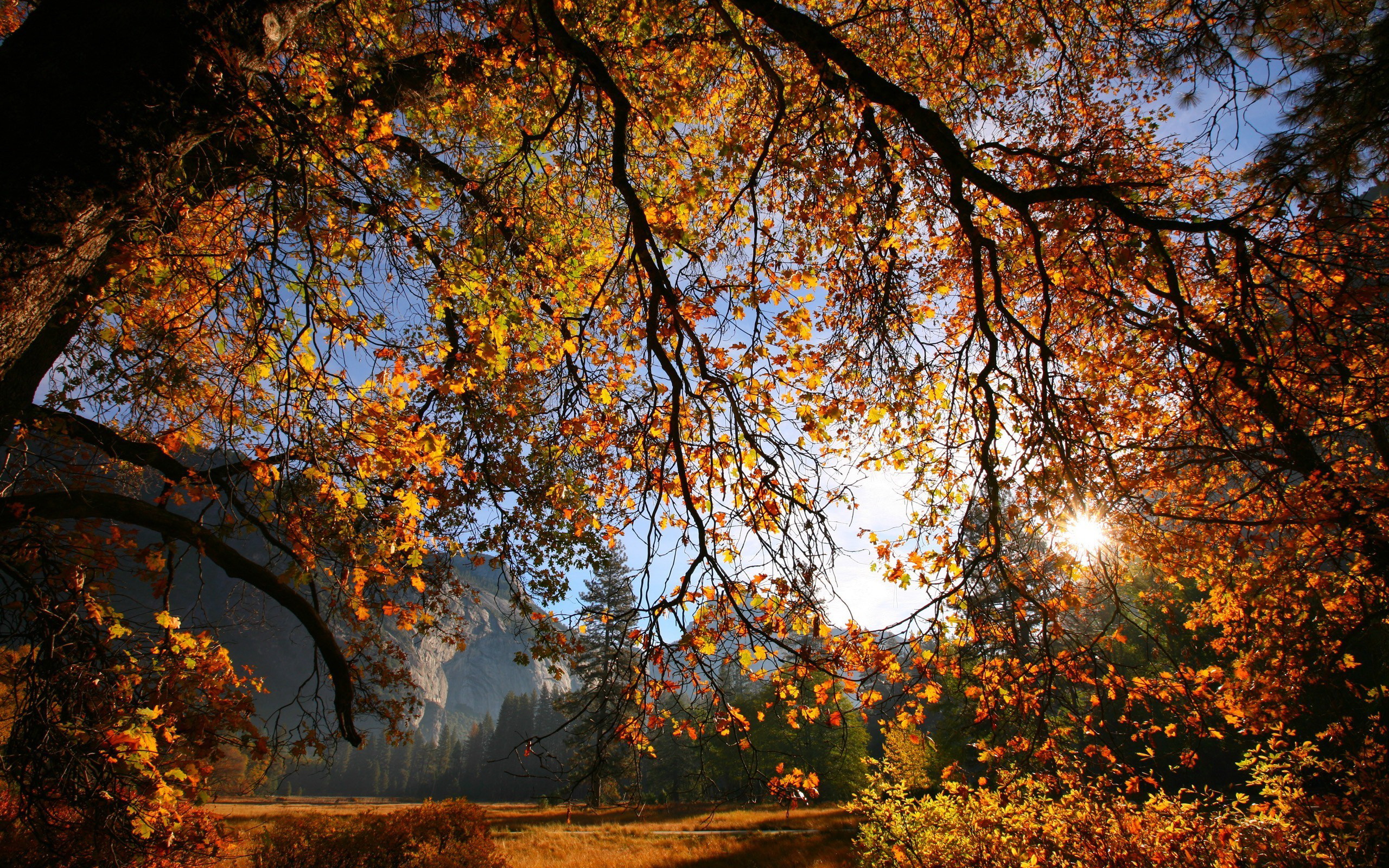 Дерево осень ветви лучи солнца бесплатно