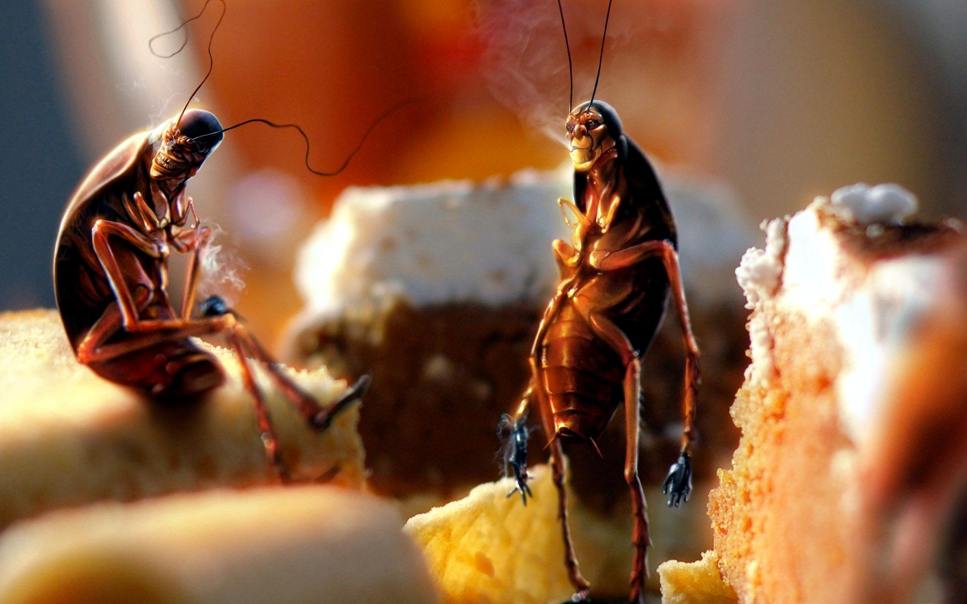 Топ 10 интересных фактов о тараканахПердящие тараканы