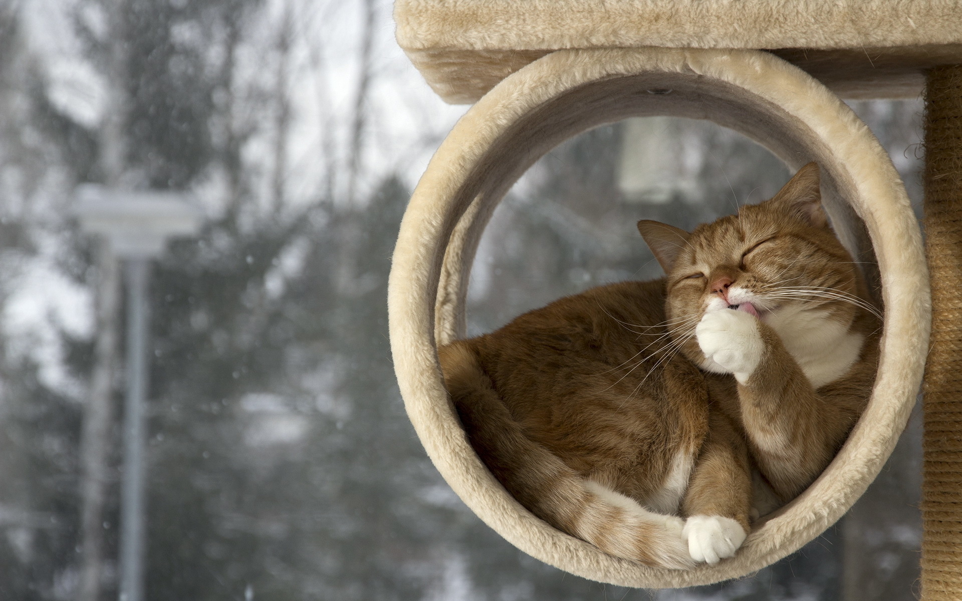 природа кот рыжий снег зима без смс