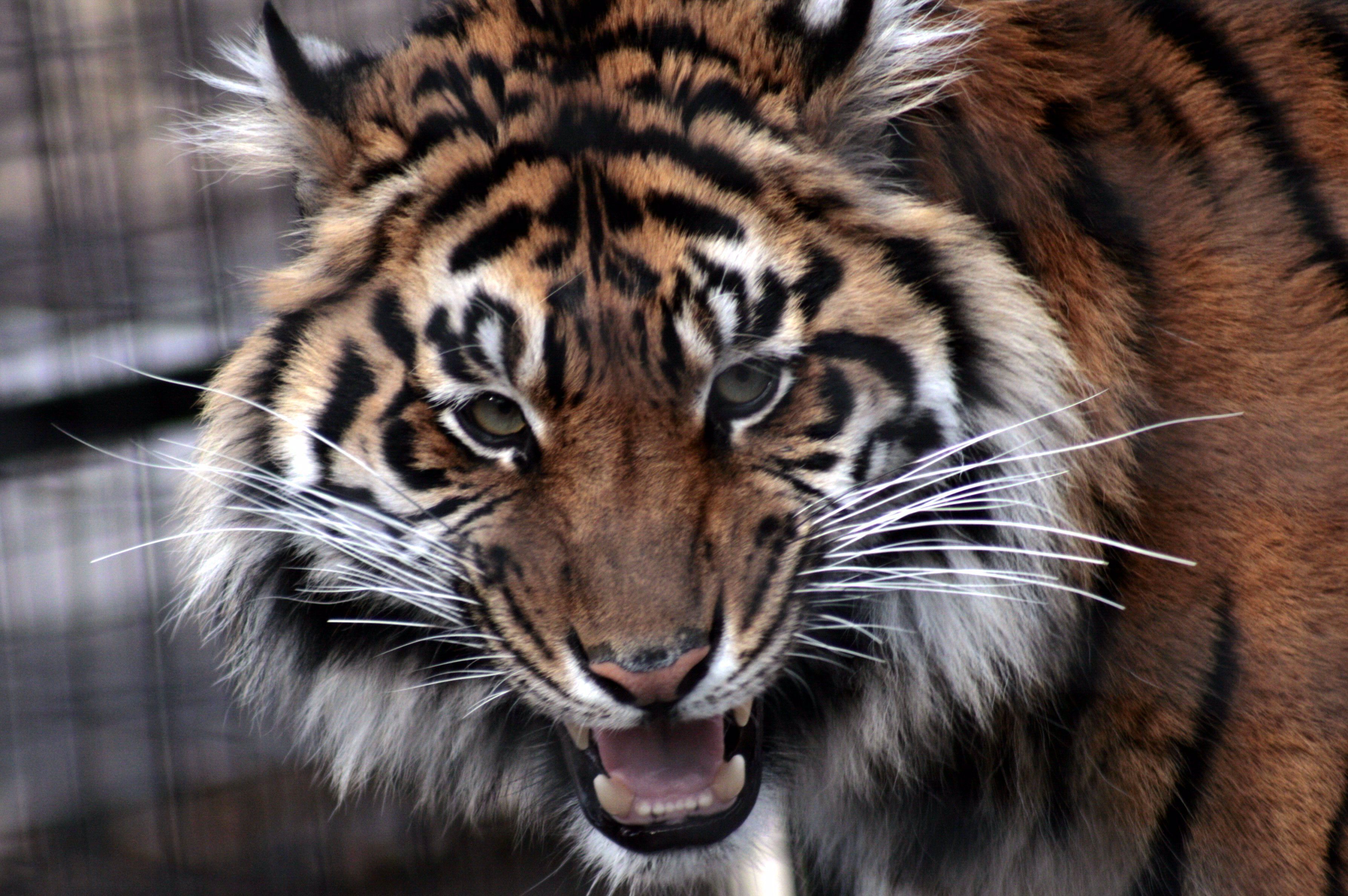 тигр пасть хищник бесплатно