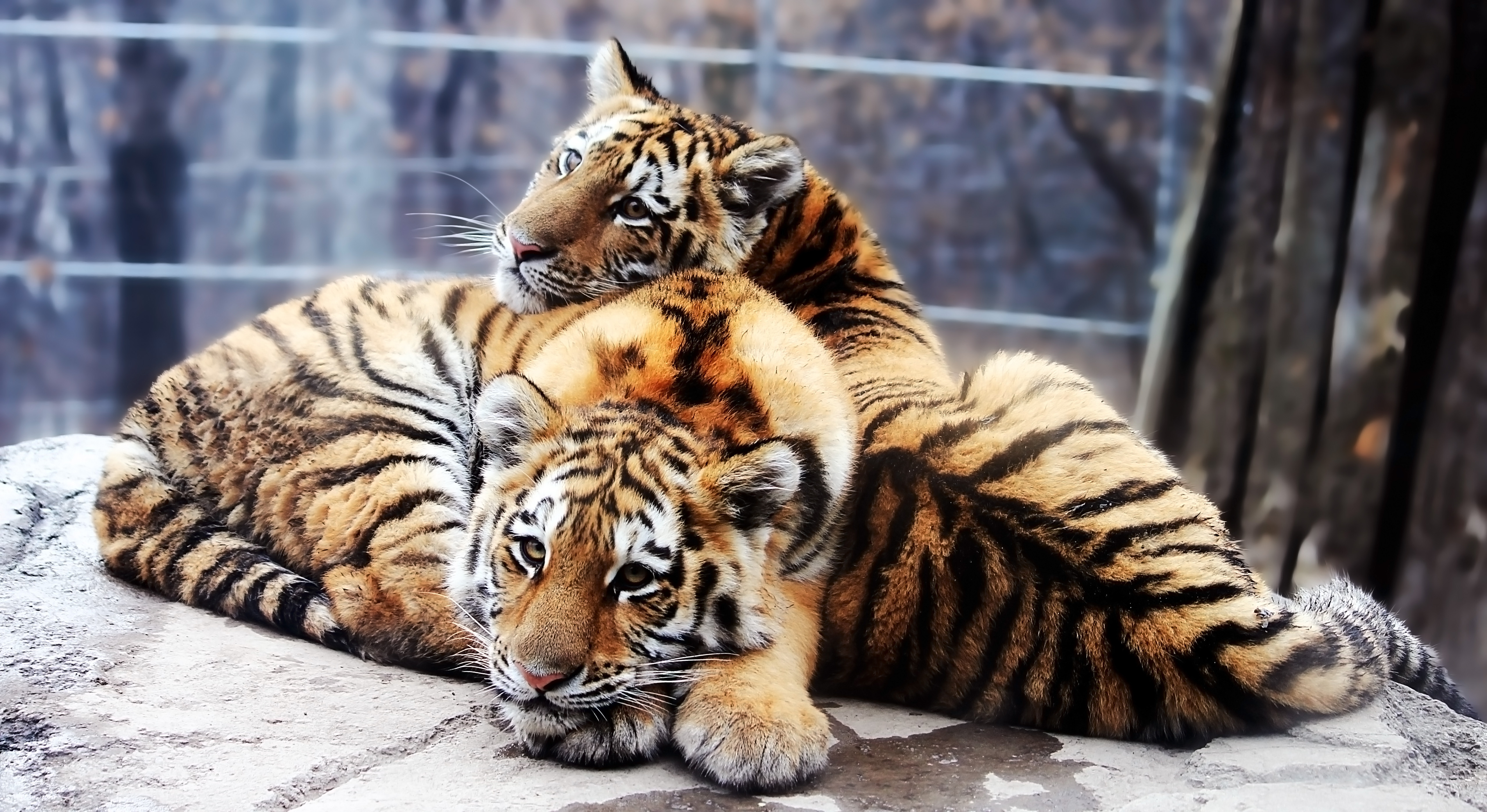 Тигр с тигрёнком загрузить