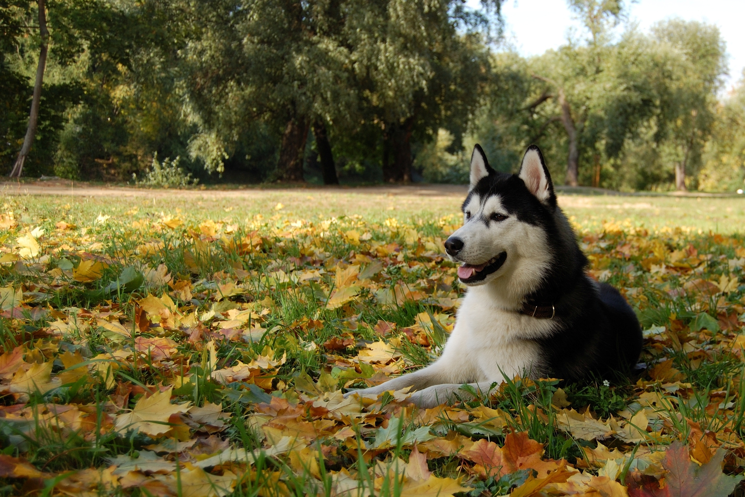 Сибирский Хаски собака животное природа без смс