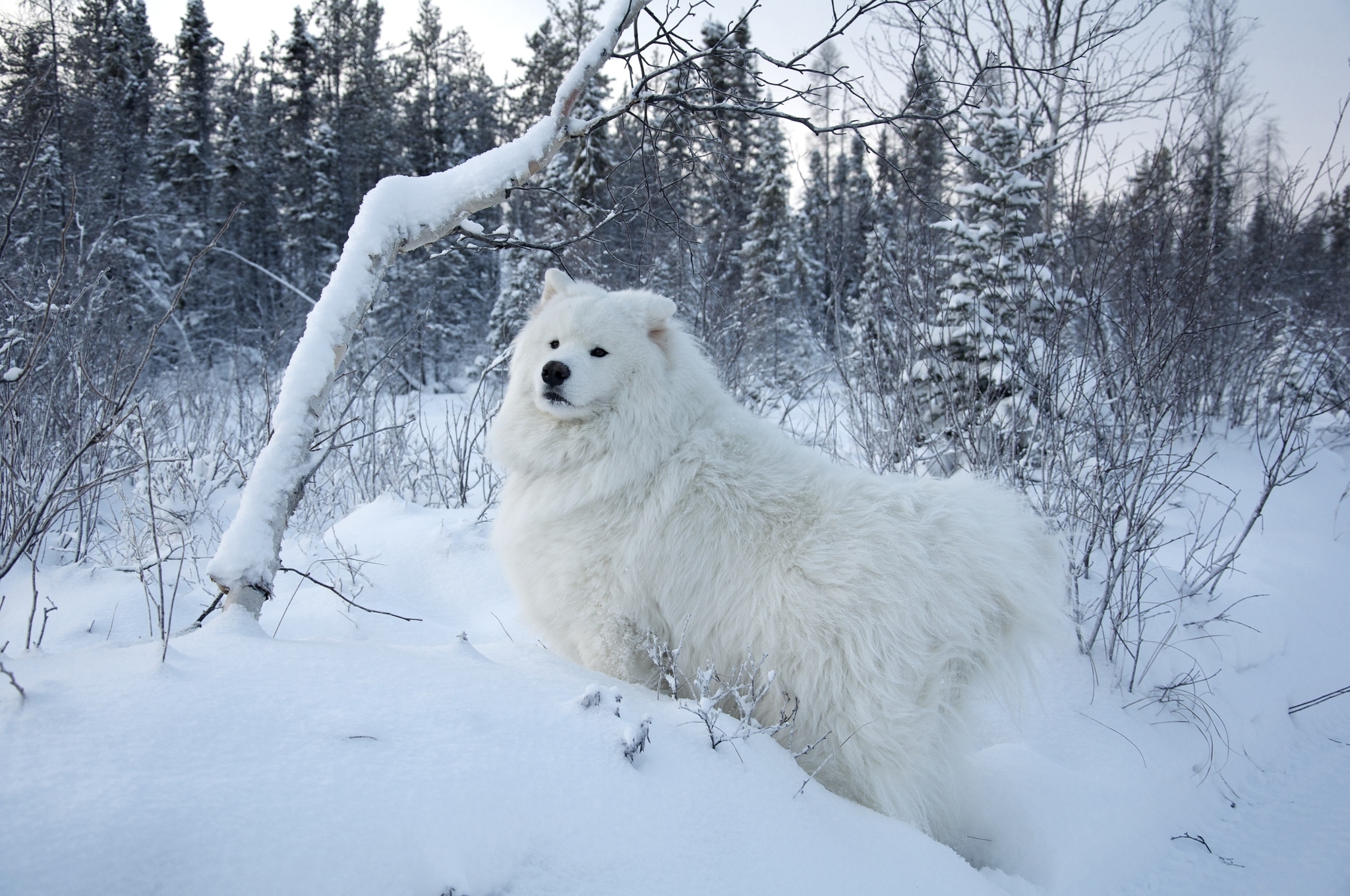 природа животные белый зима снег без смс