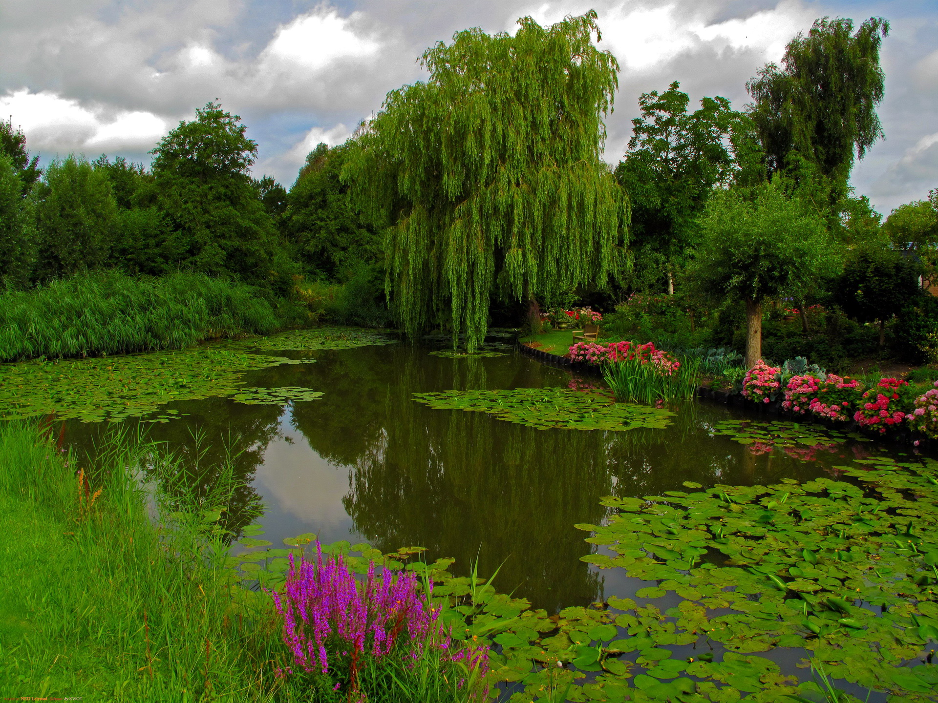 озеро ива лето the lake willow summer без смс