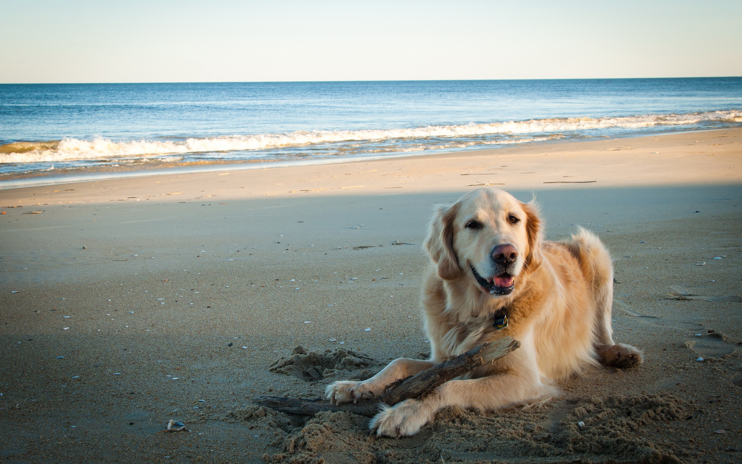 собака закат животное берег море бесплатно