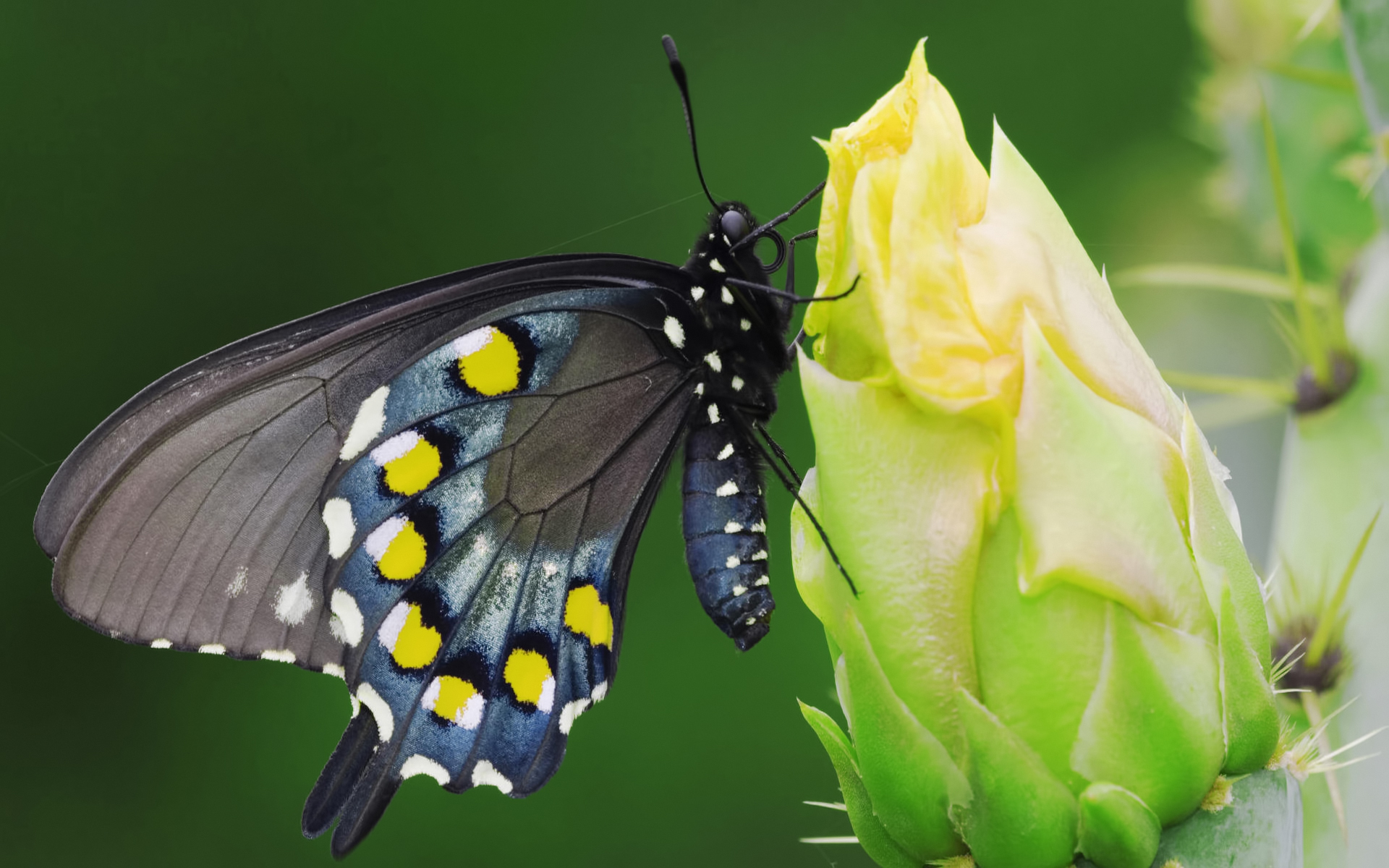 Бабочка на цветке черная макро скачать