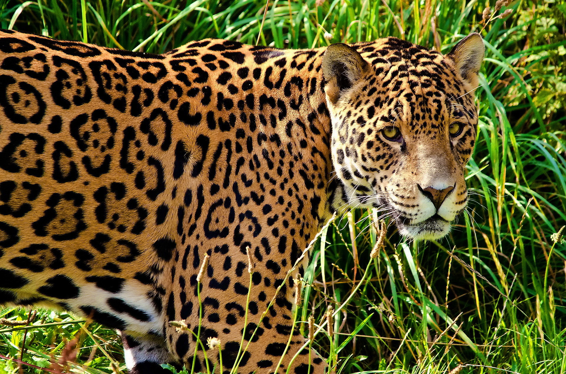 Леопард хищник трава животное скачать