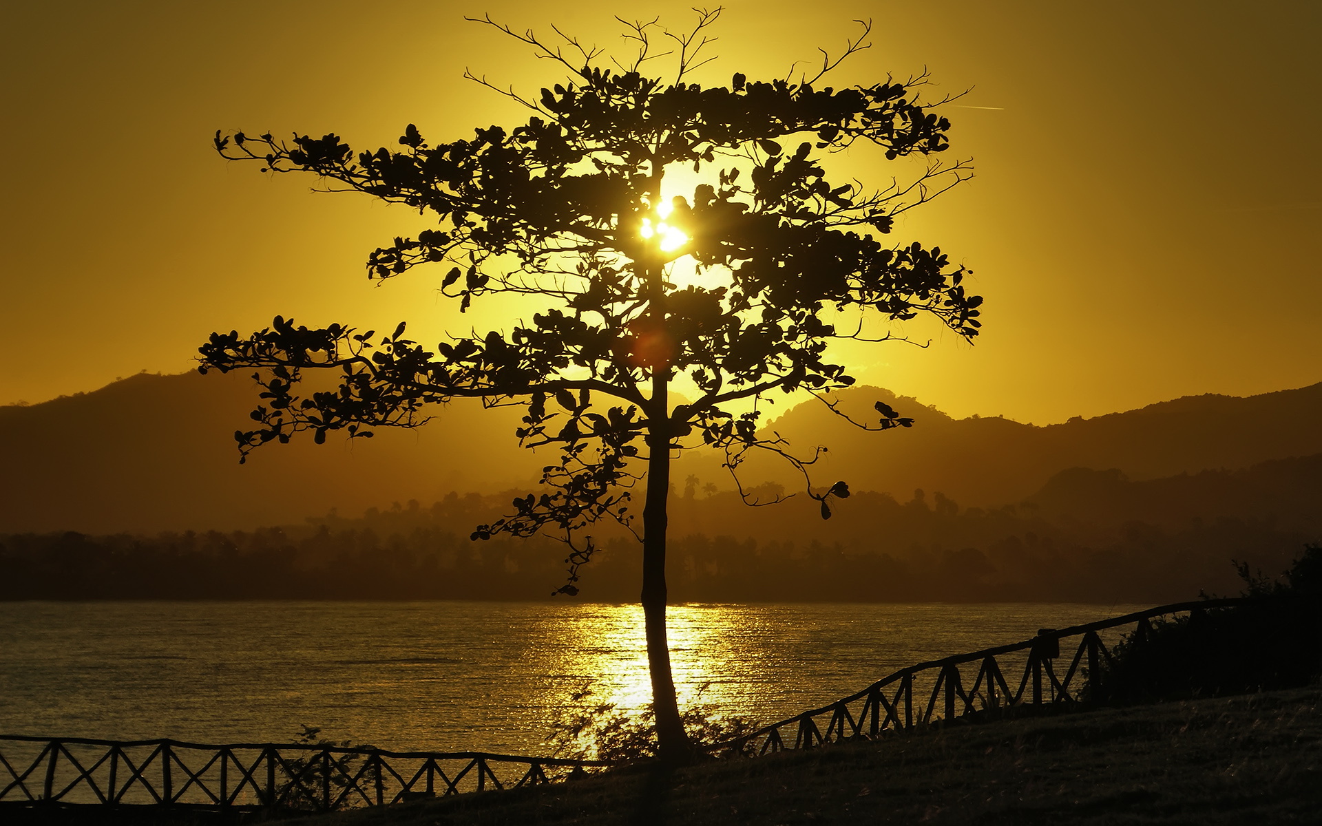 дерево солнце закат бесплатно