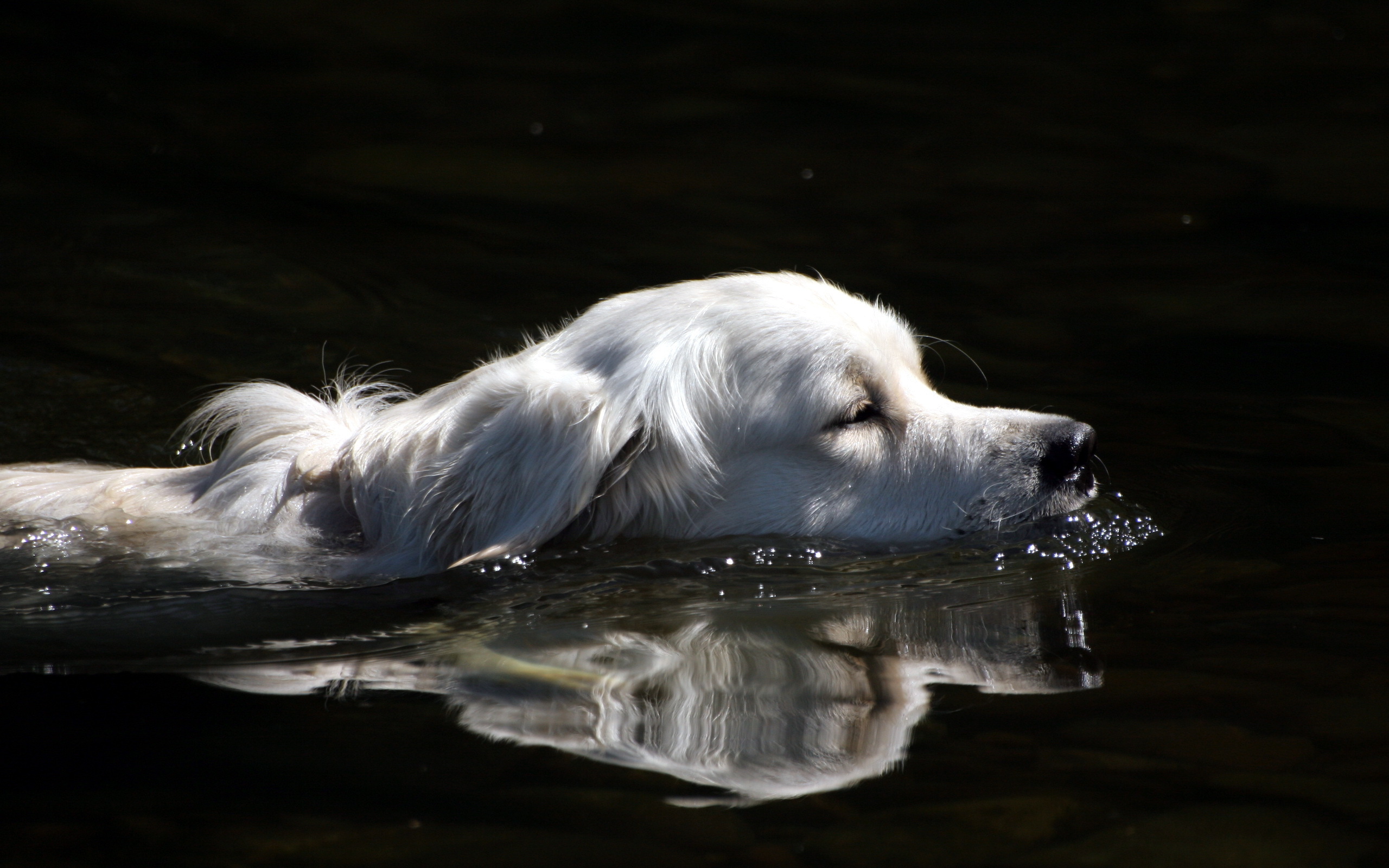 Собака купается вода бесплатно
